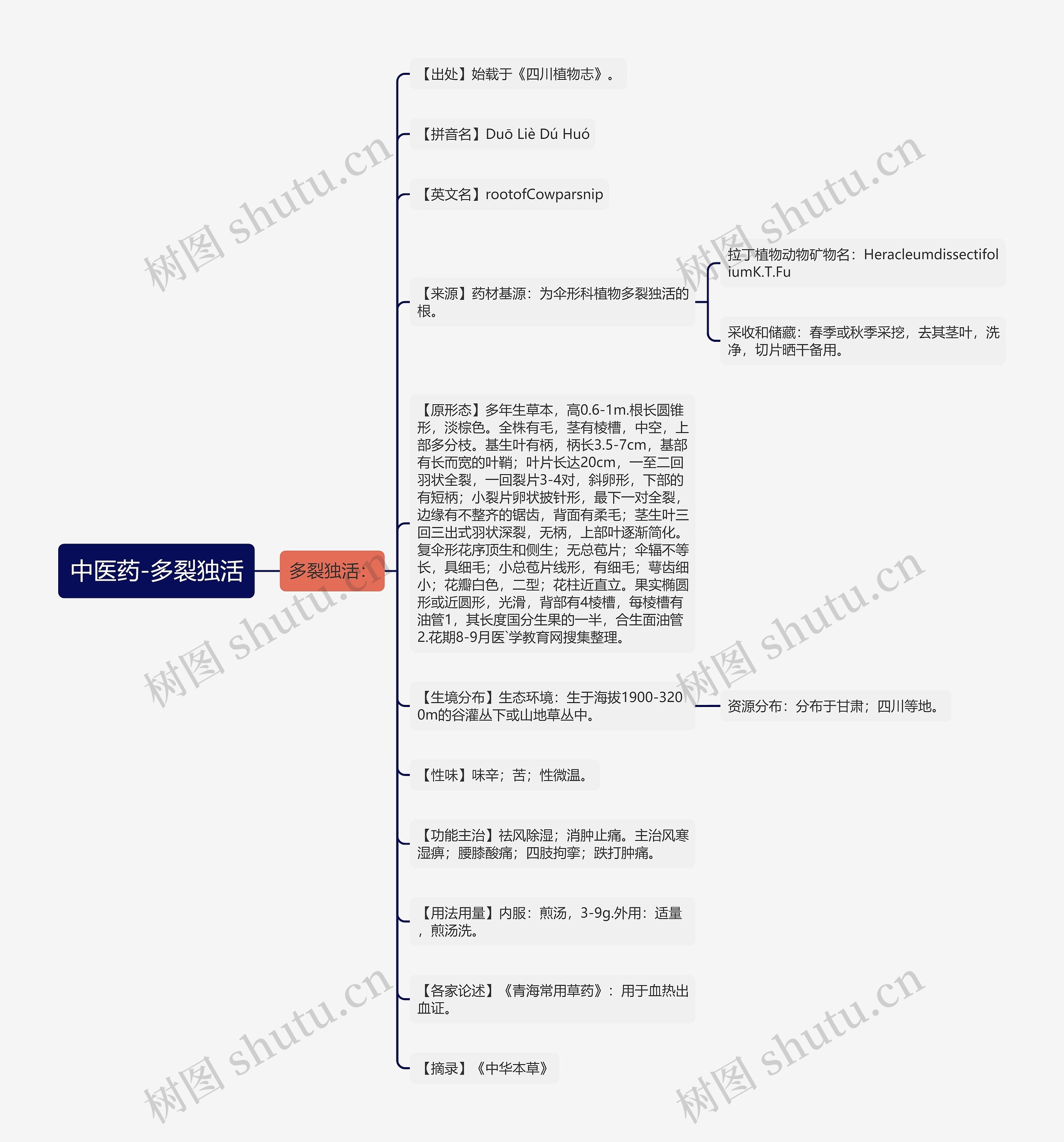 中医药-多裂独活 中医药-多裂独活