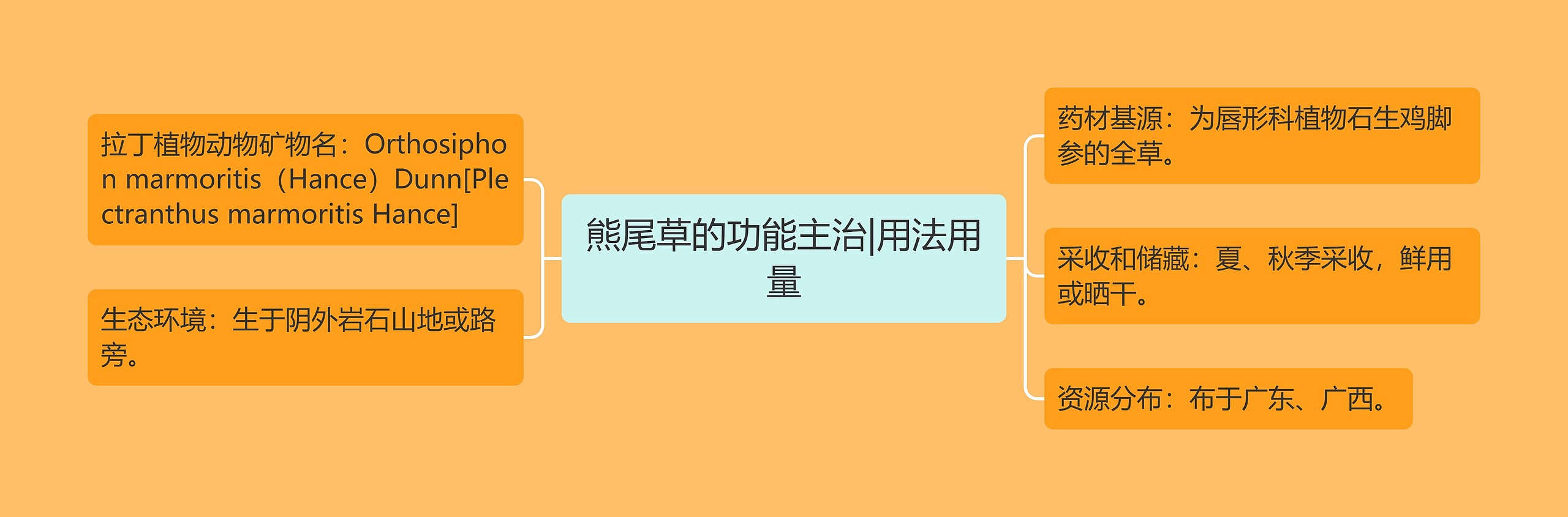熊尾草的功能主治|用法用量 熊尾草的功能主治|用法用量