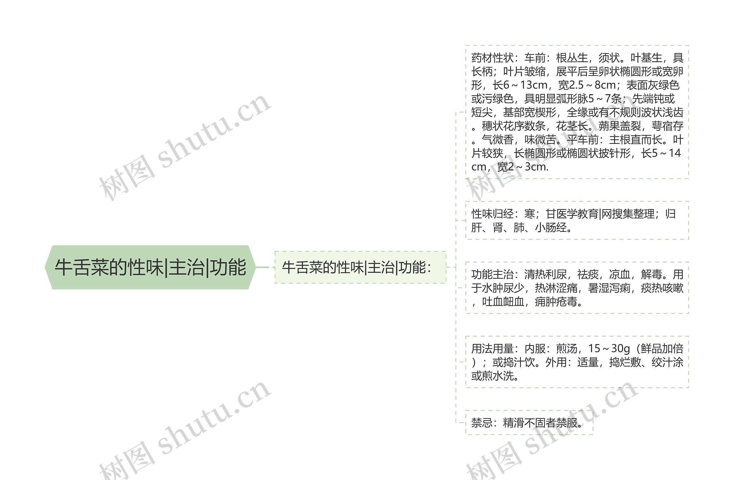 牛舌菜的性味|主治|功能思维导图