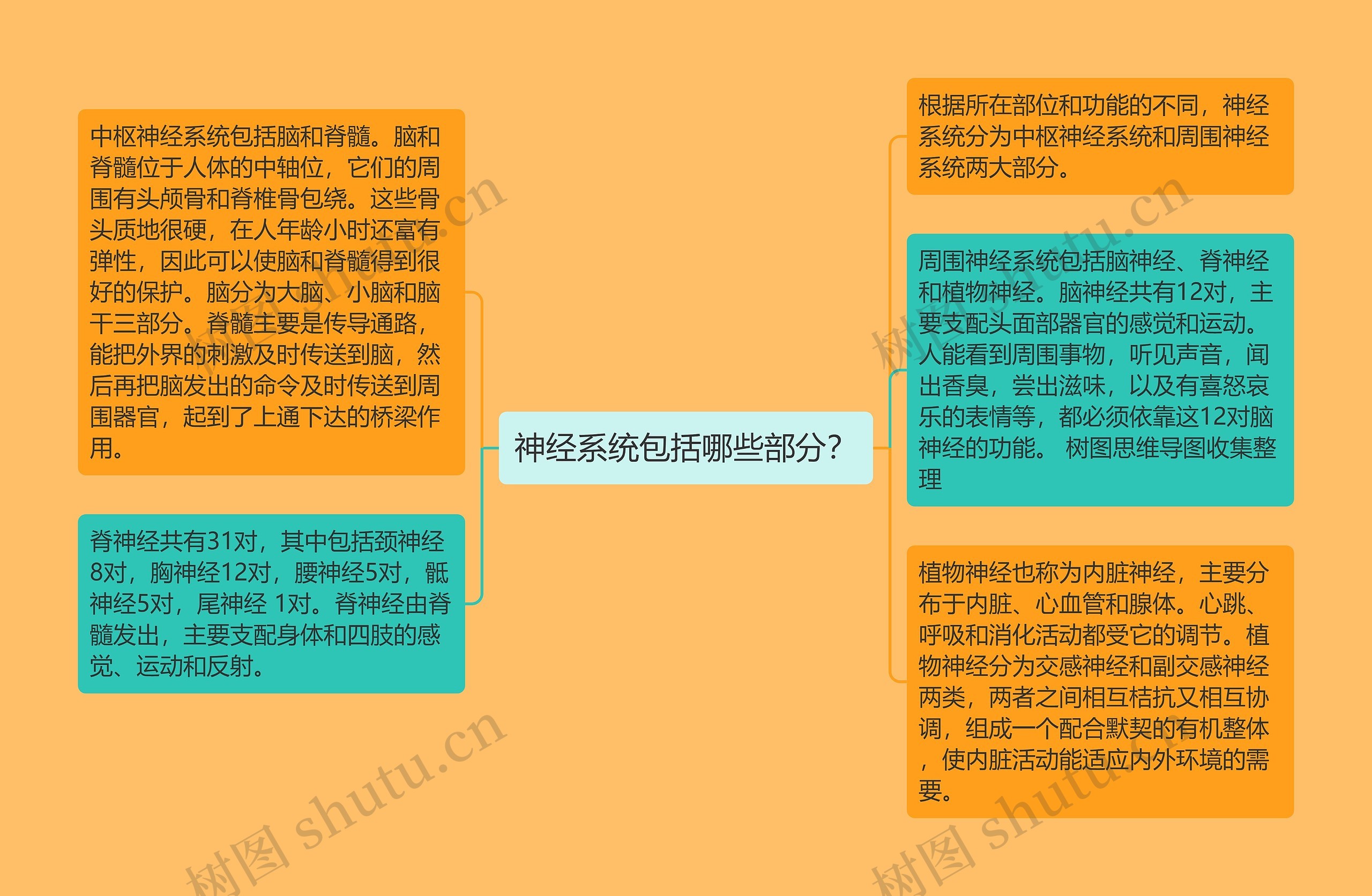 神经系统包括哪些部分? 神经系统包括哪些部分?