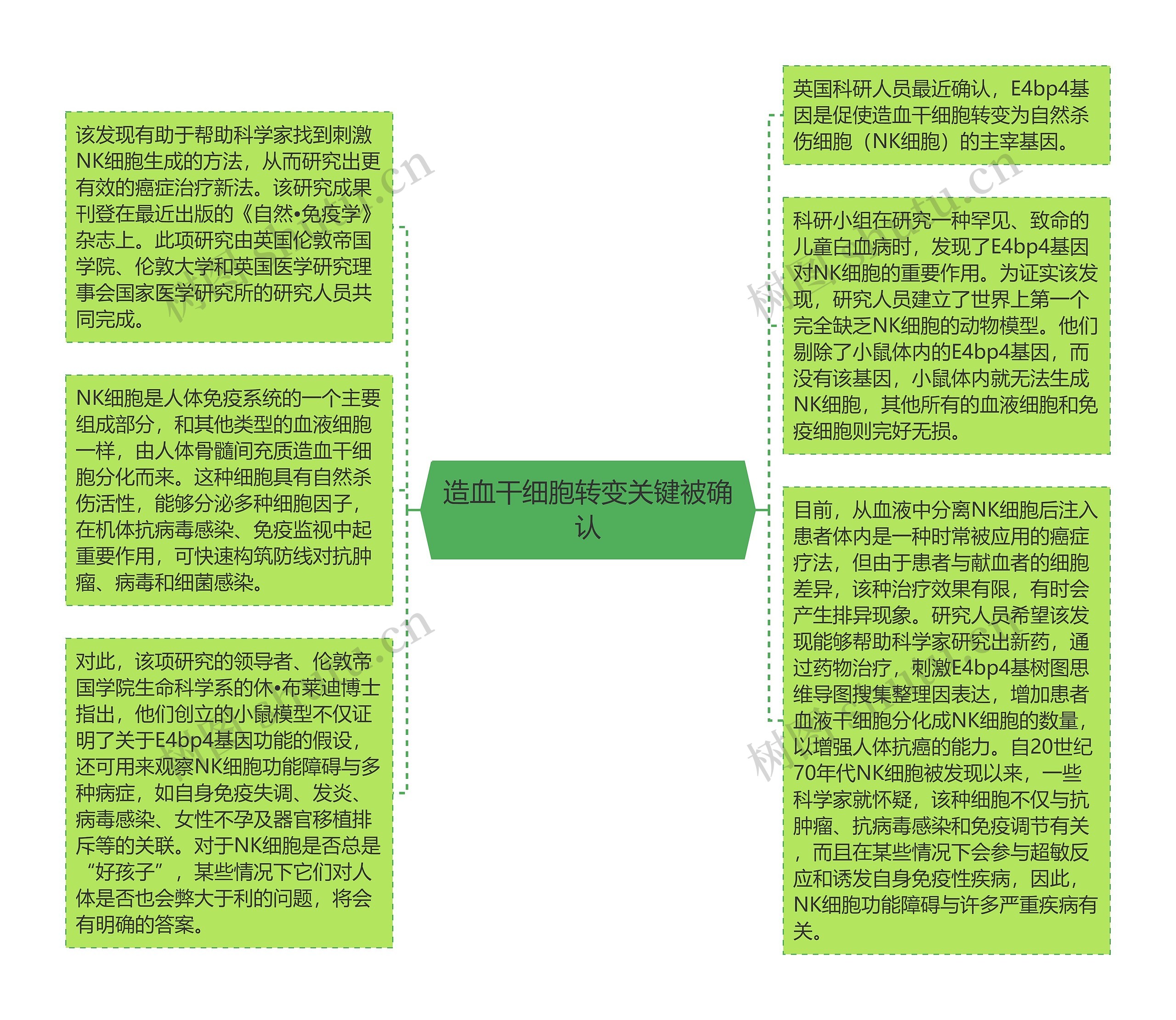 造血干细胞转变关键被确认