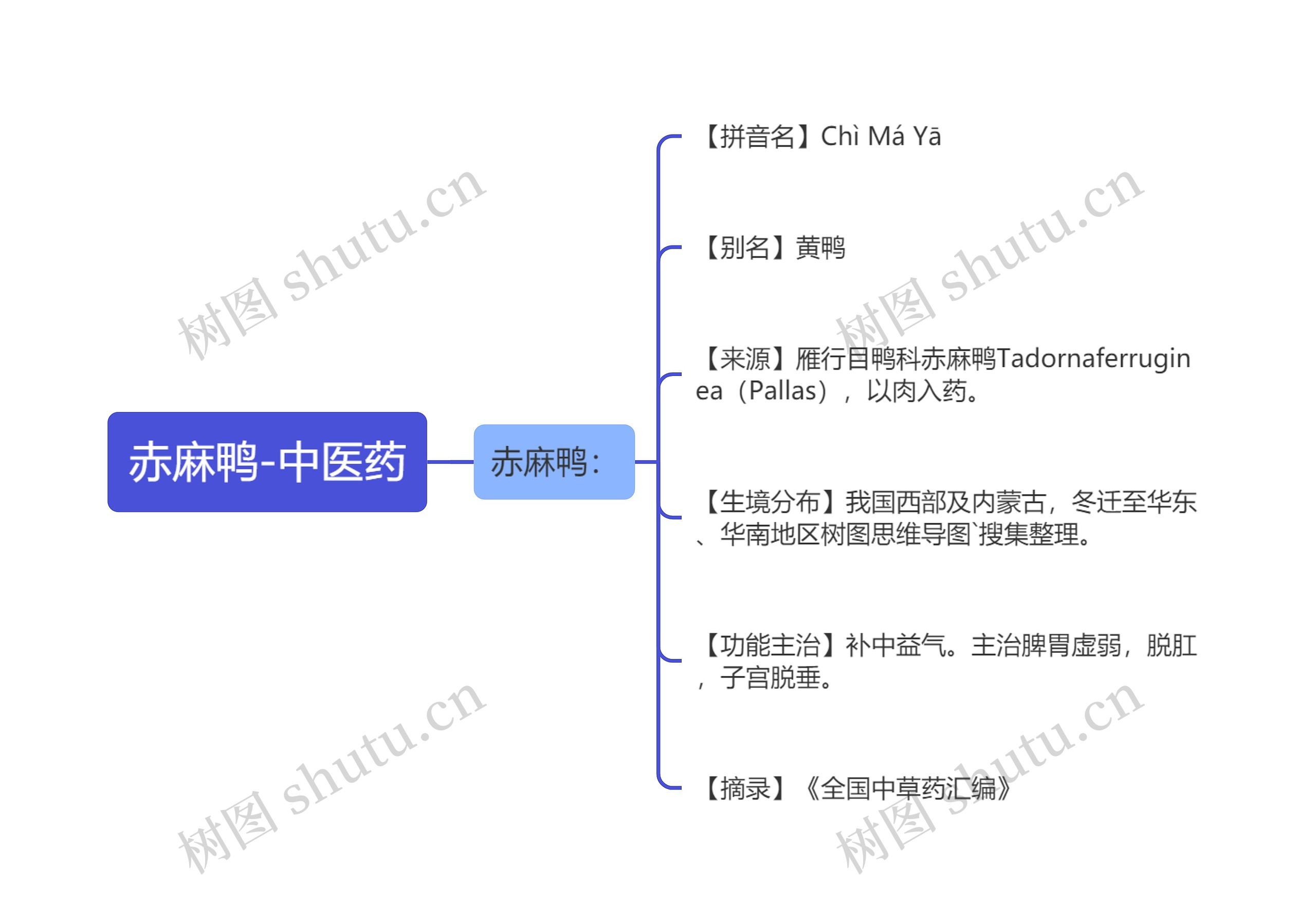 赤麻鸭-中医药思维导图