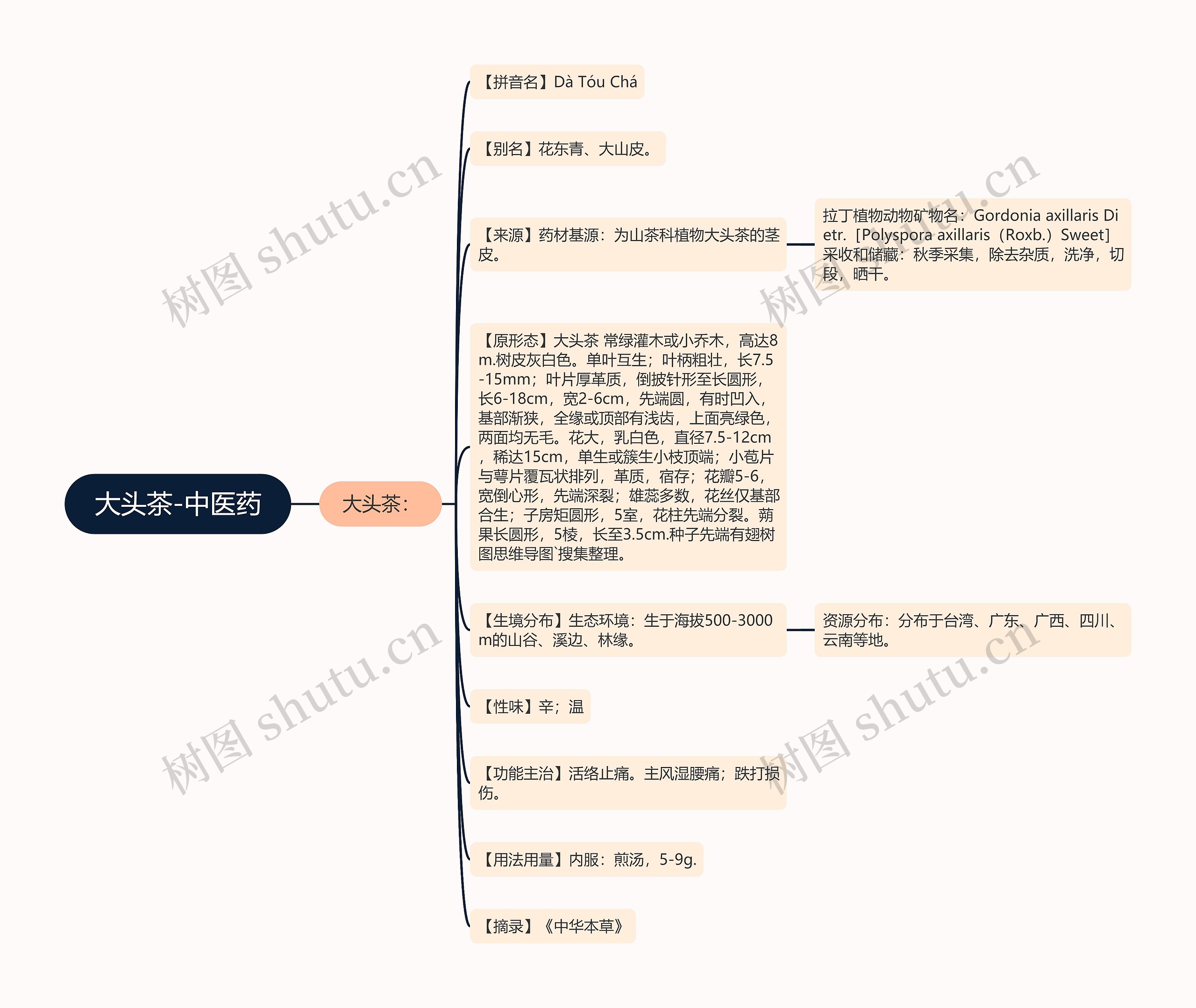 大头茶-中医药思维导图