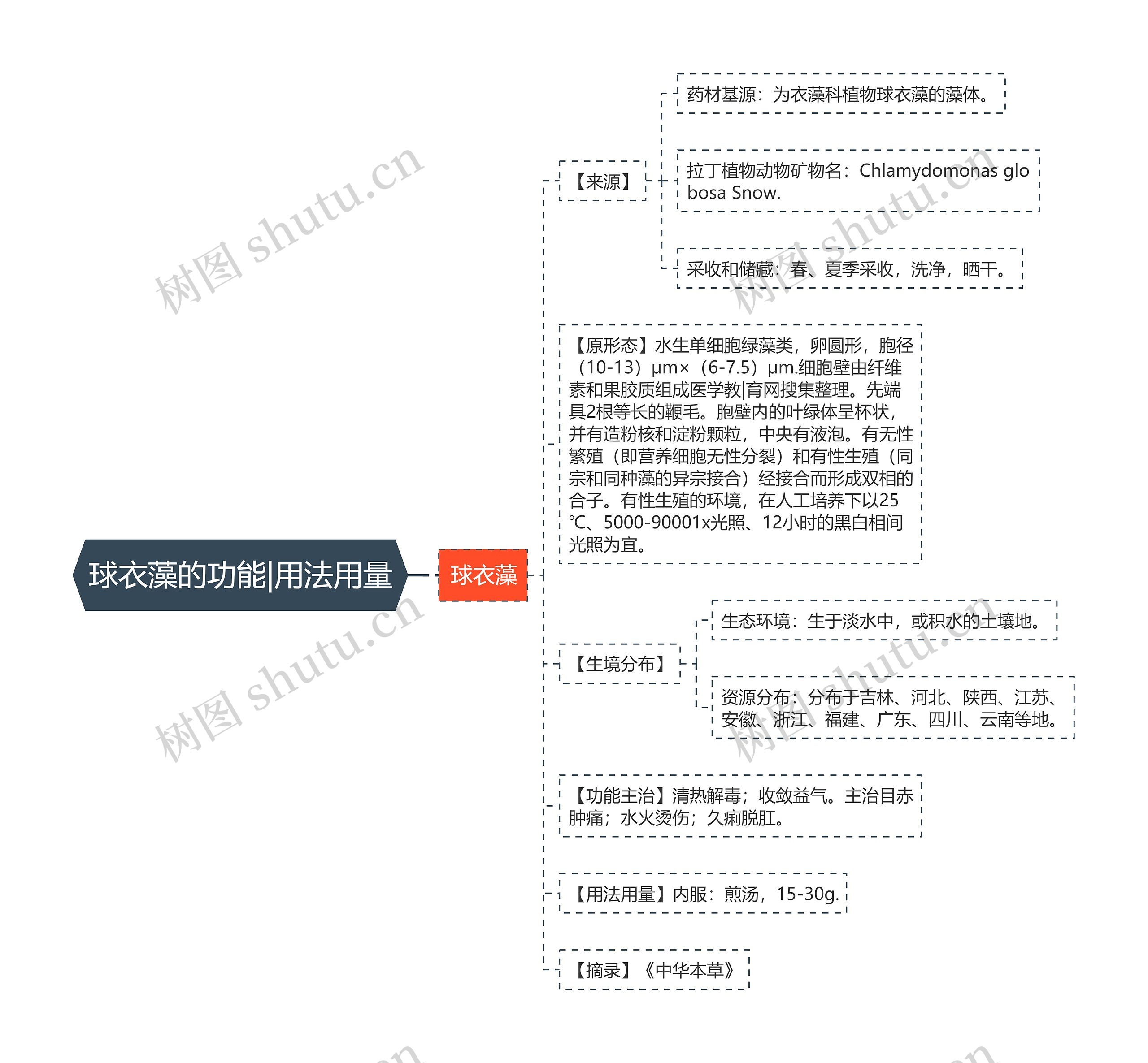 球衣藻的功能|用法用量思维导图