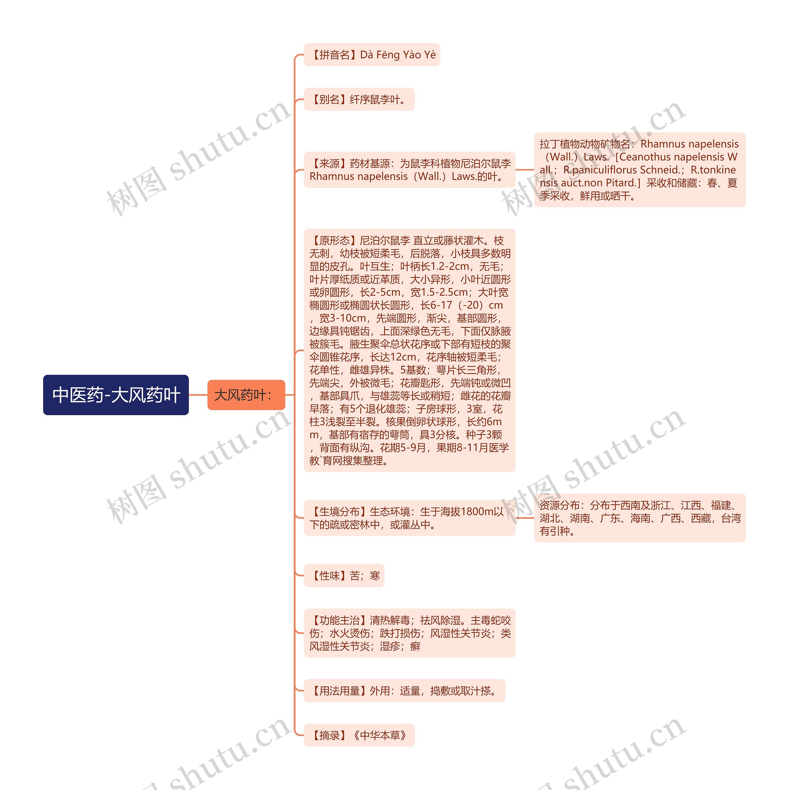 中医药-大风药叶思维导图
