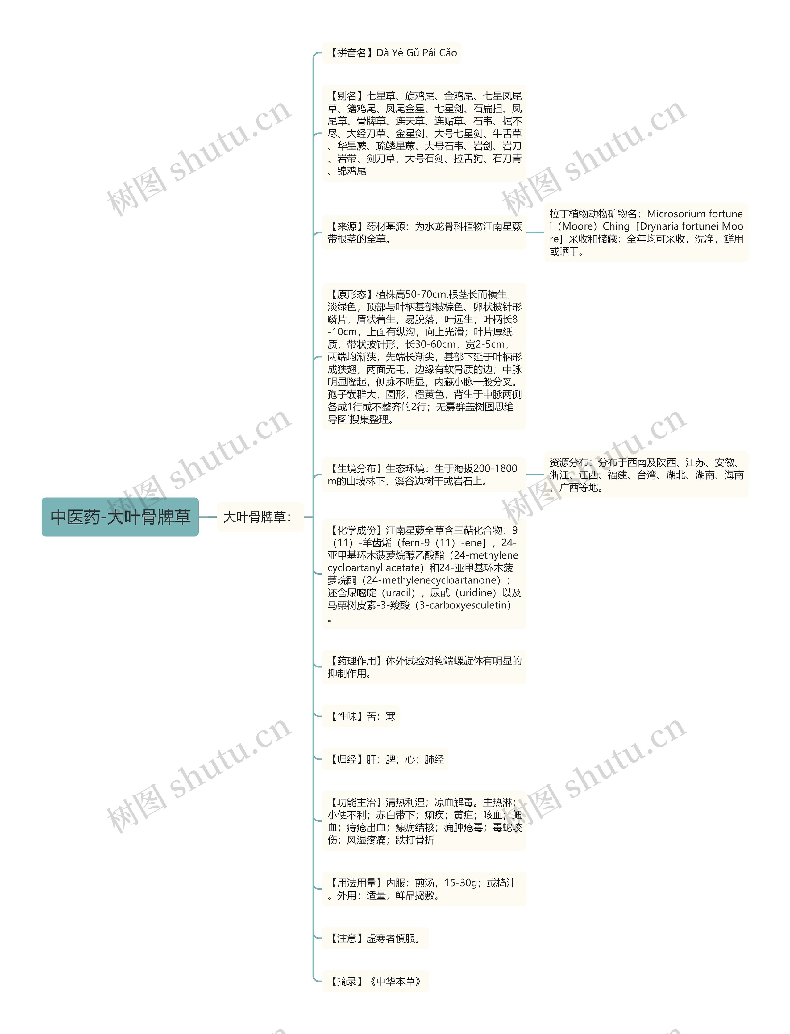 中医药-大叶骨牌草思维导图