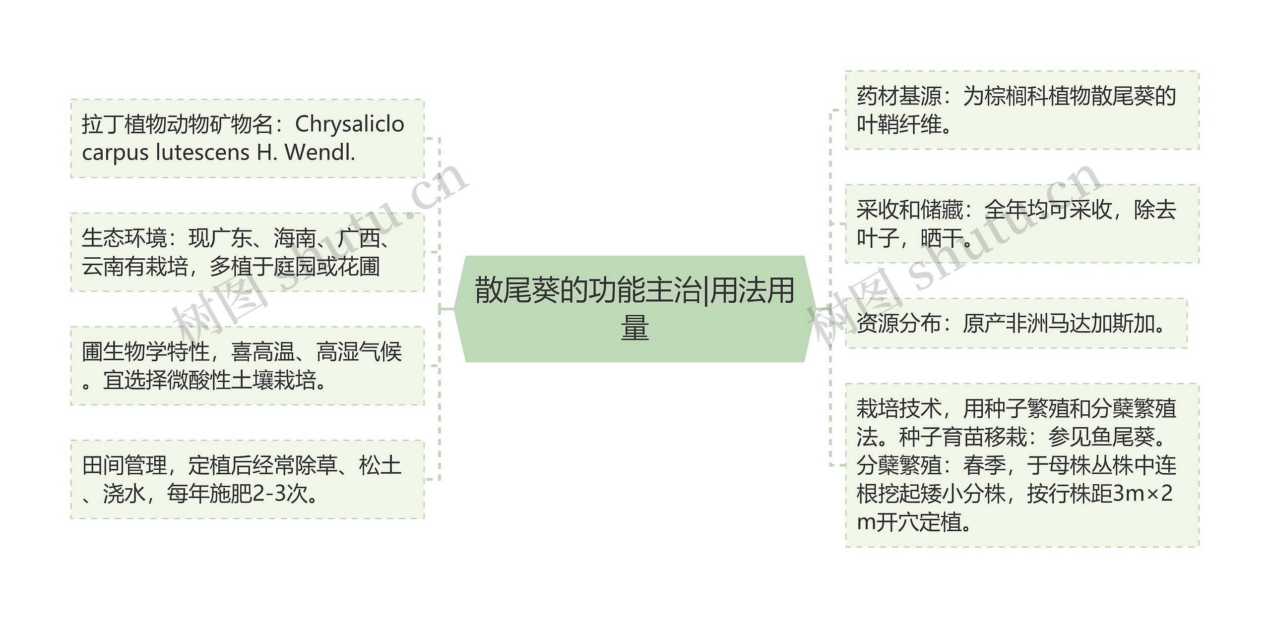 散尾葵的功能主治|用法用量