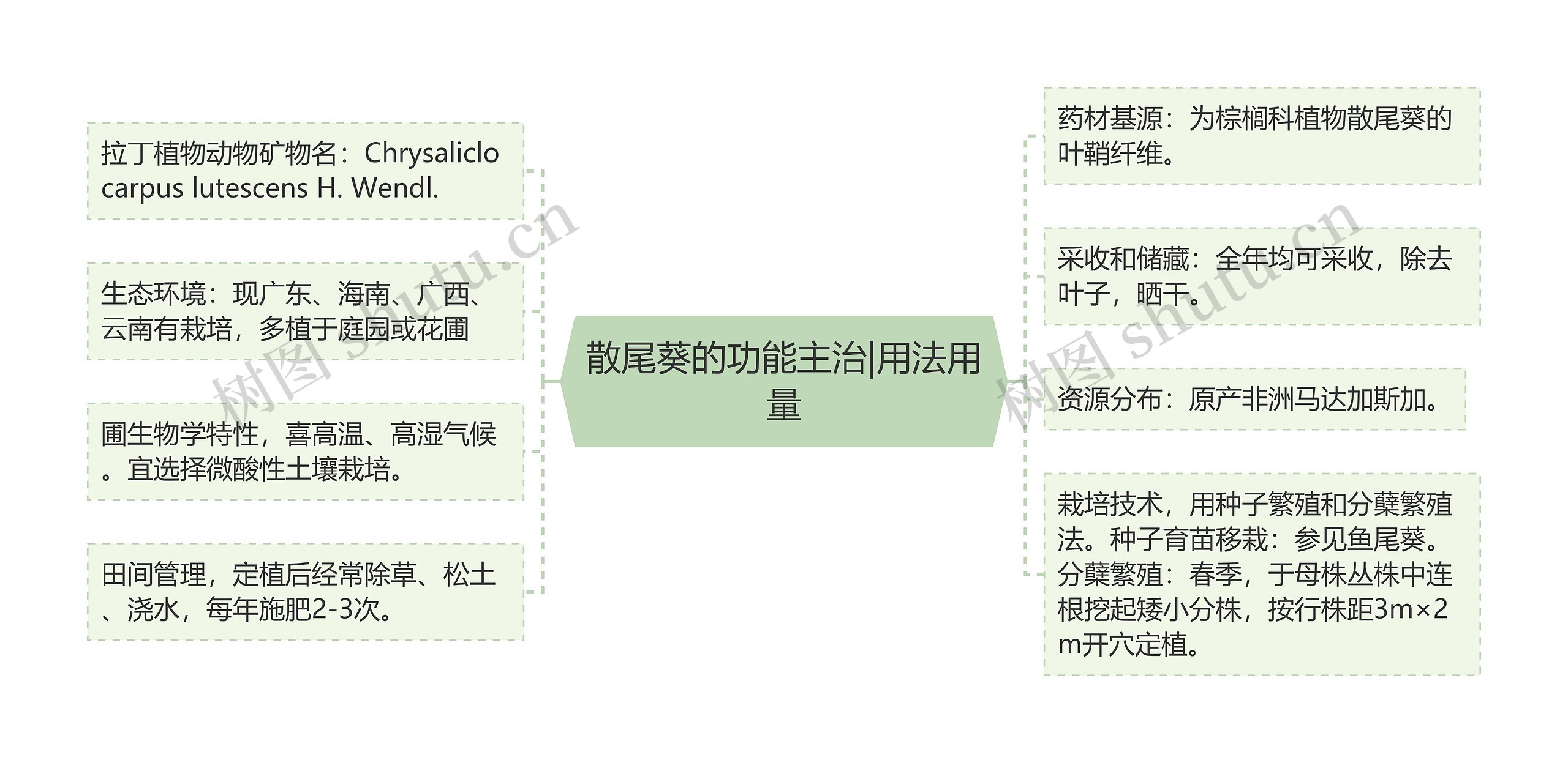 散尾葵的功能主治|用法用量思维导图