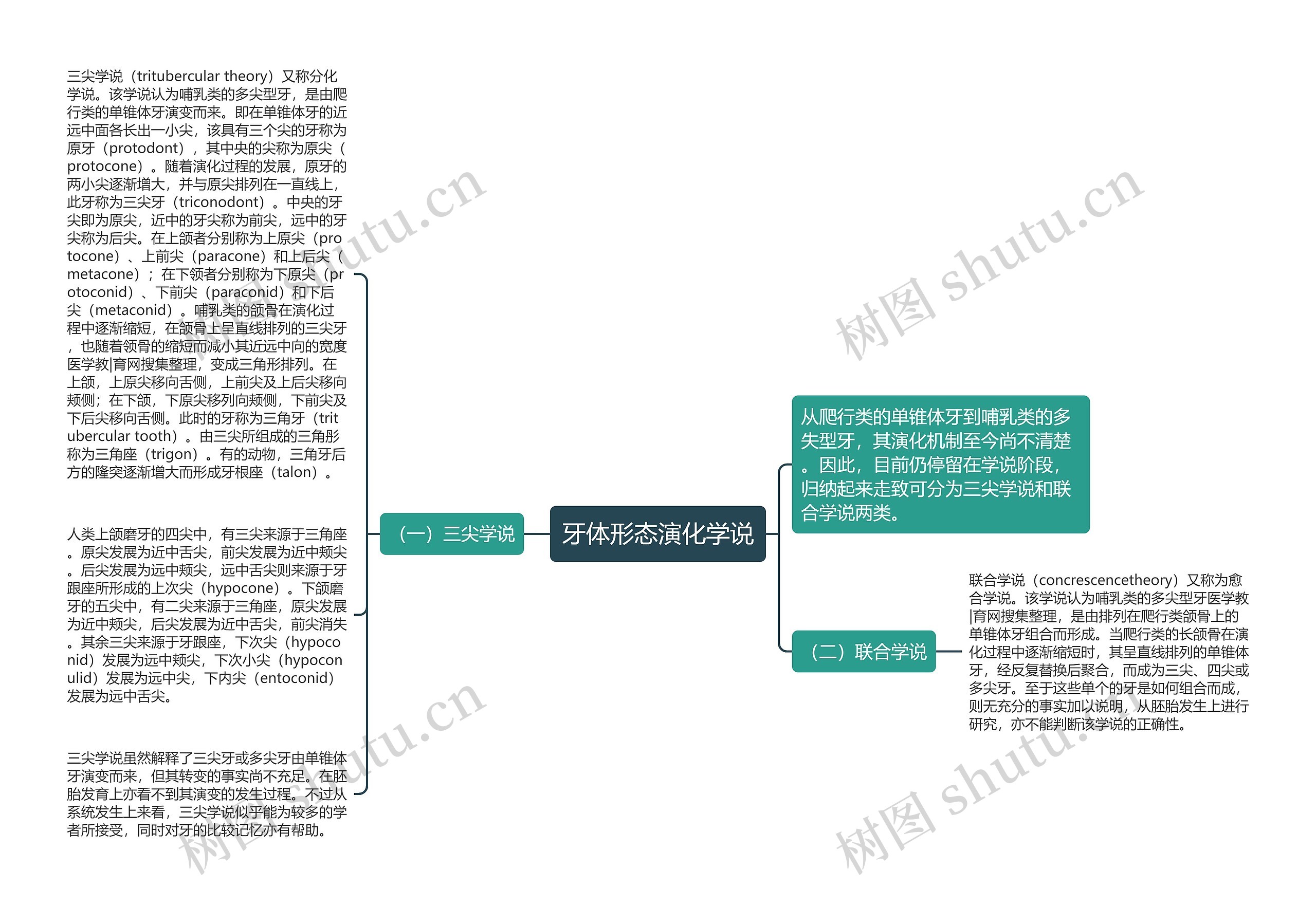 牙体形态演化学说