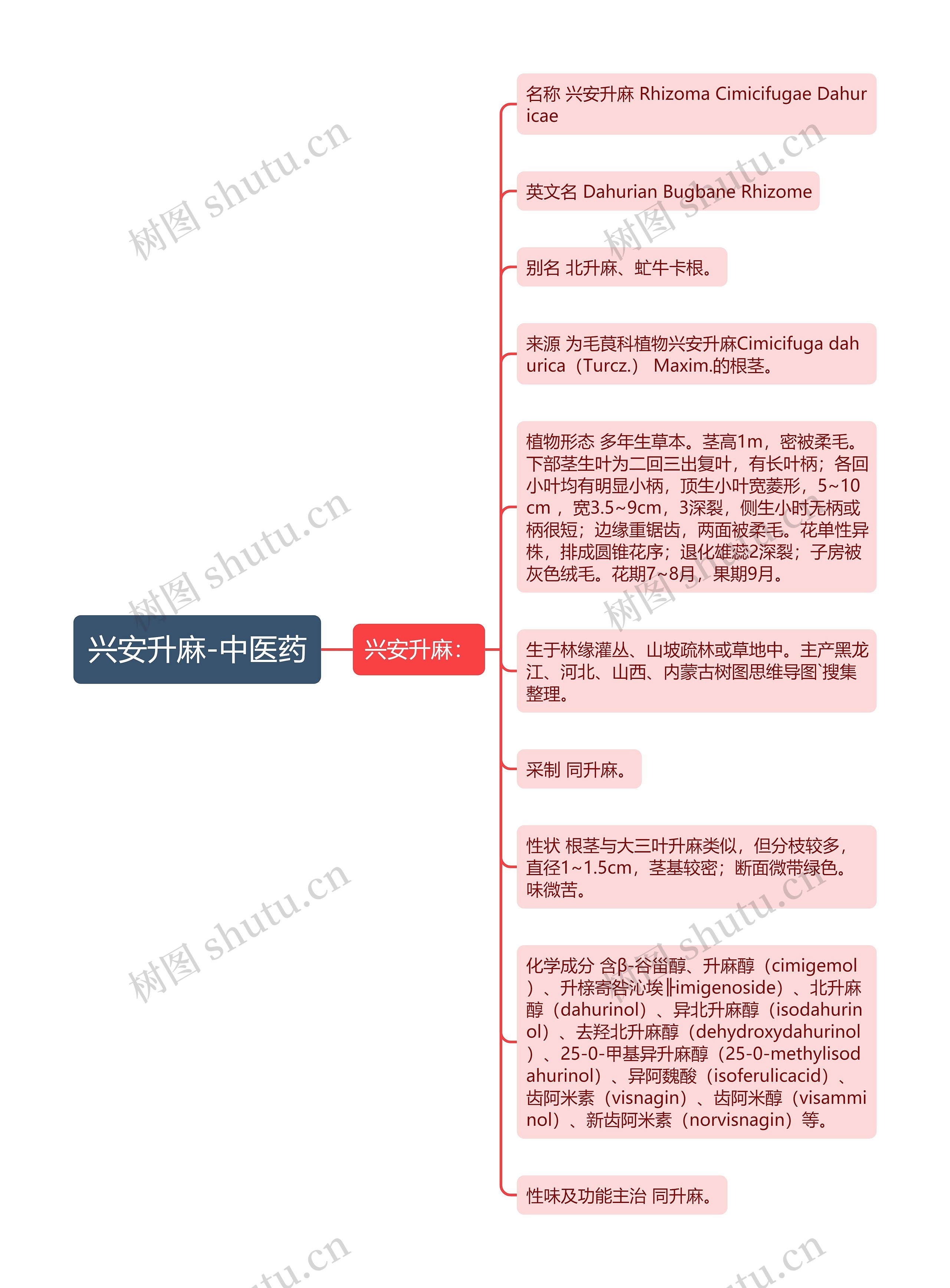 兴安升麻-中医药 兴安升麻-中医药