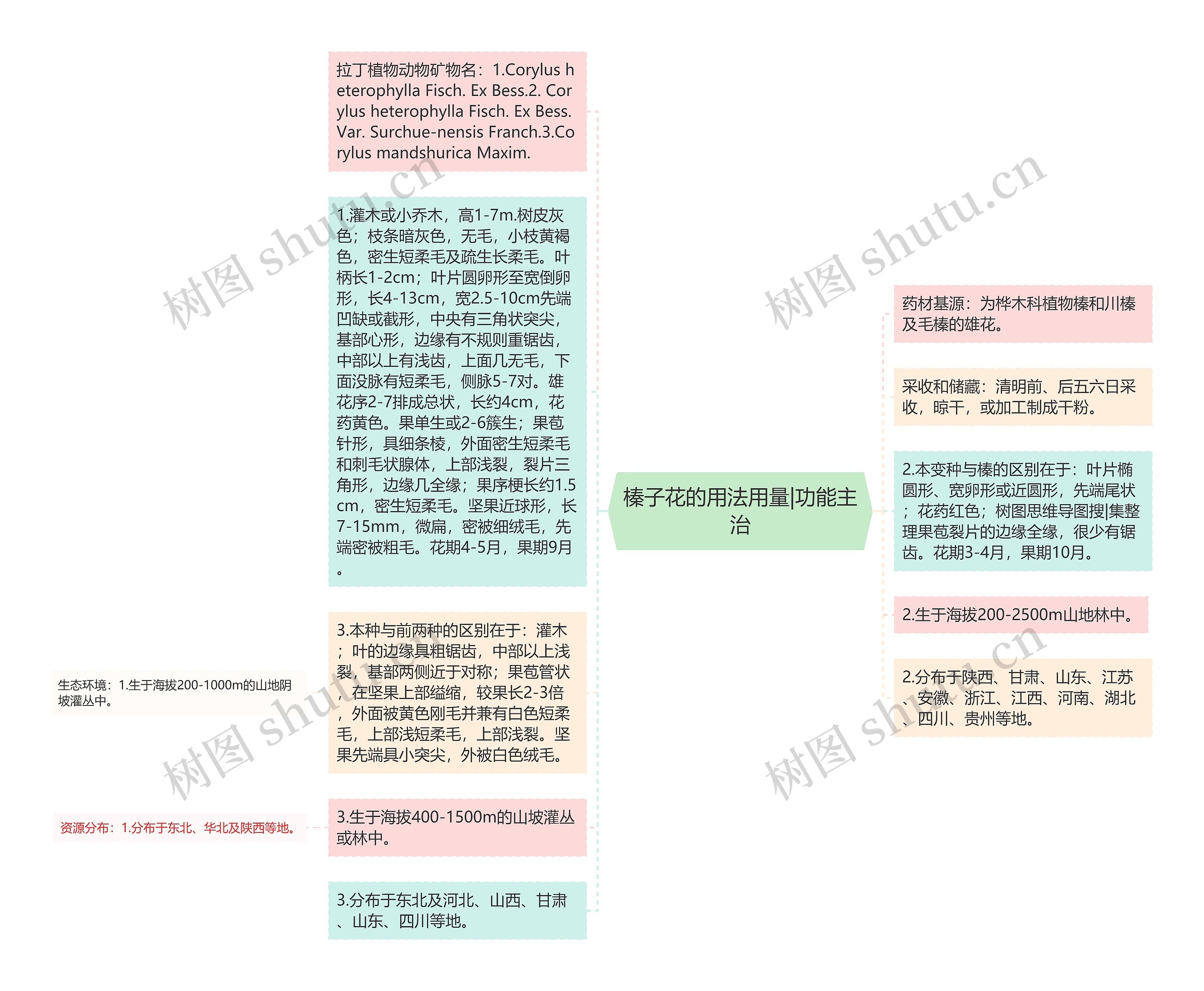 榛子花的用法用量|功能主治思维导图