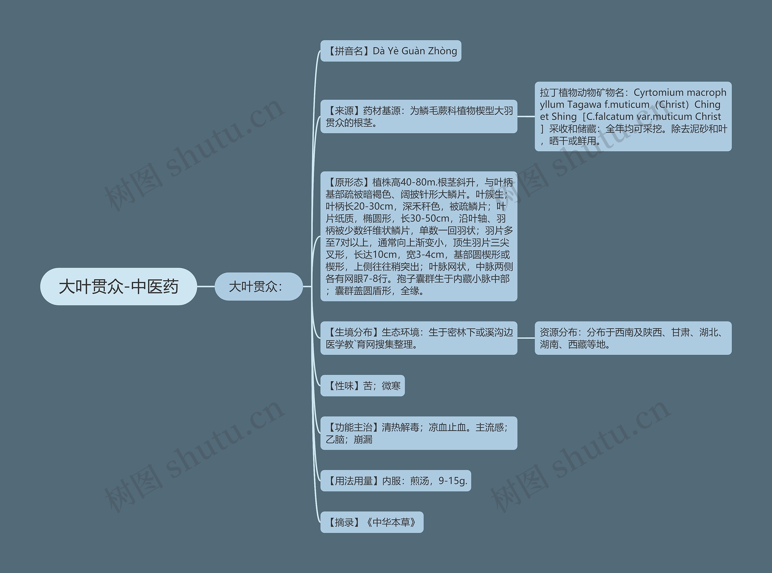 大叶贯众-中医药 大叶贯众-中医药
