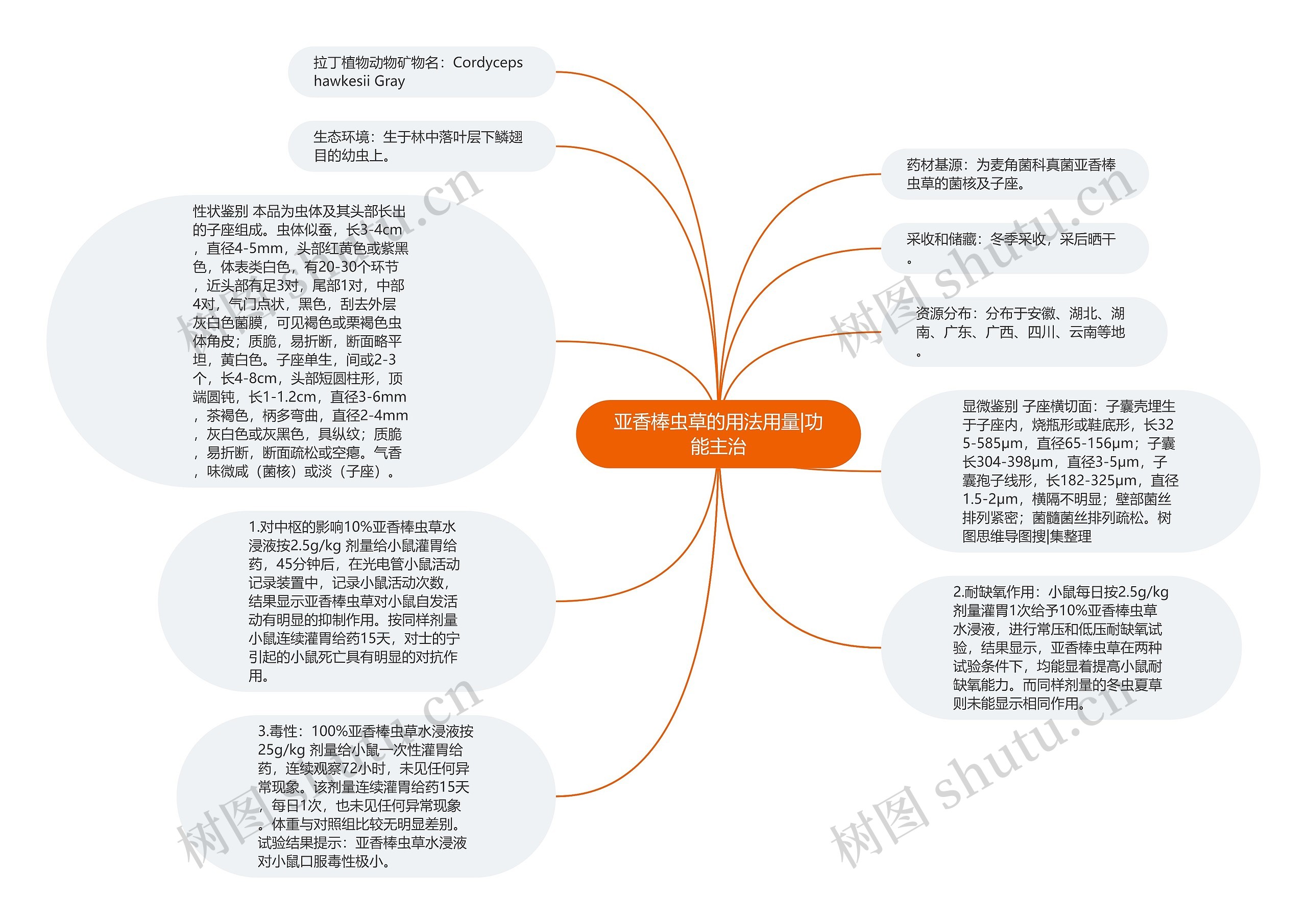 亚香棒虫草的用法用量|功能主治思维导图