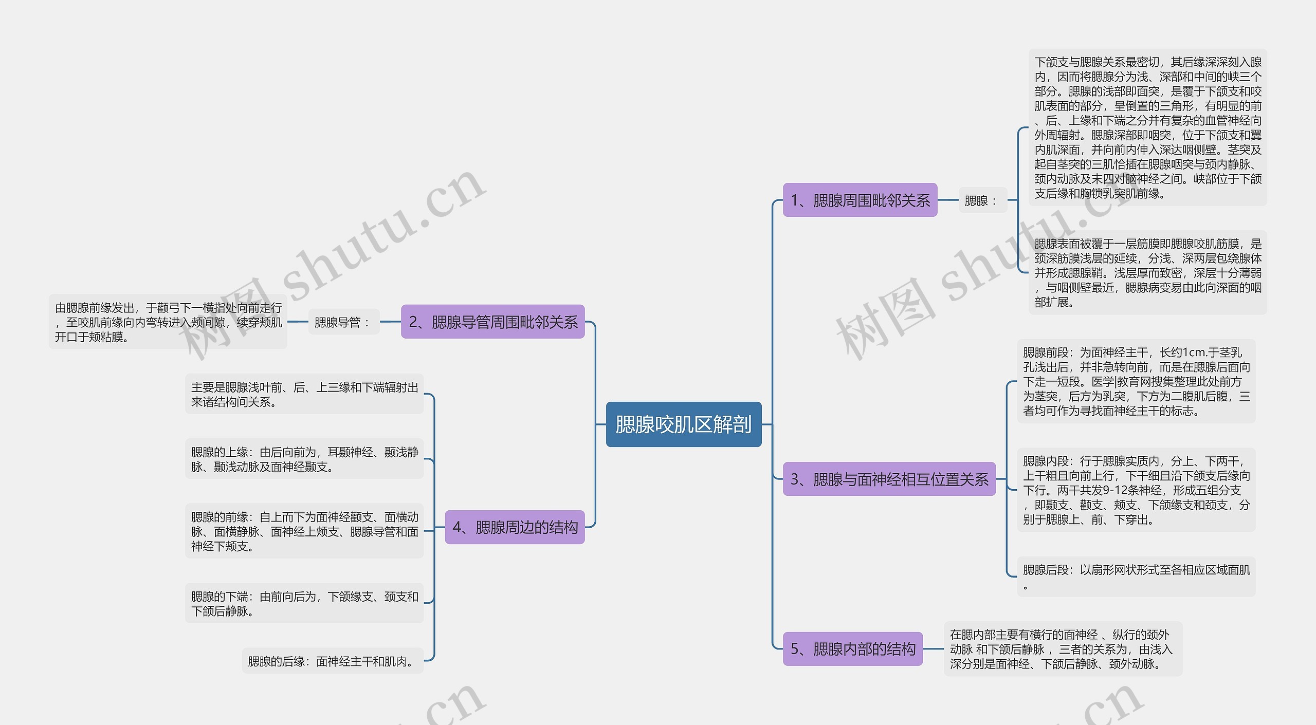 腮腺咬肌区解剖思维导图