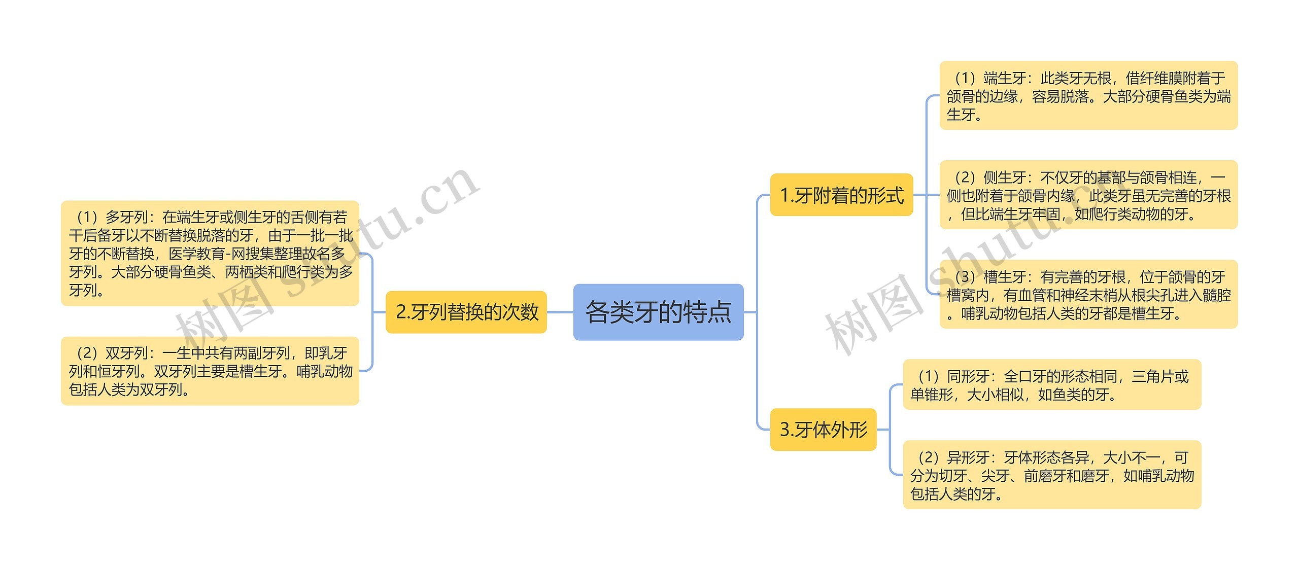 各类牙的特点思维导图