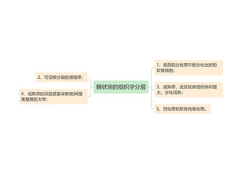 髁状突的组织学分层