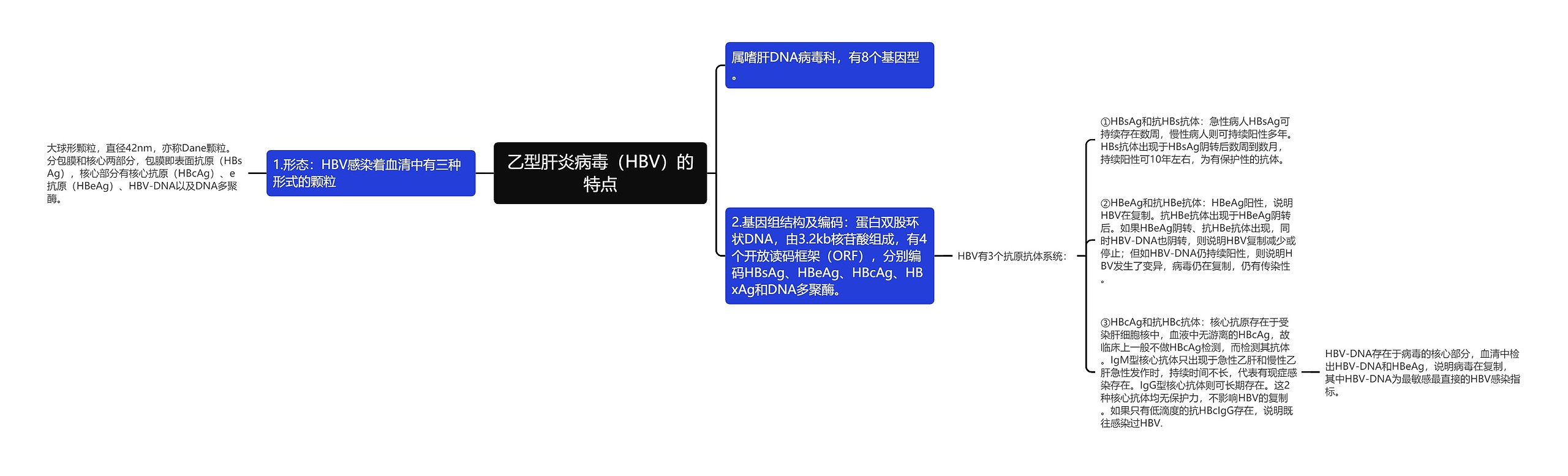 乙型肝炎病毒（HBV）的特点