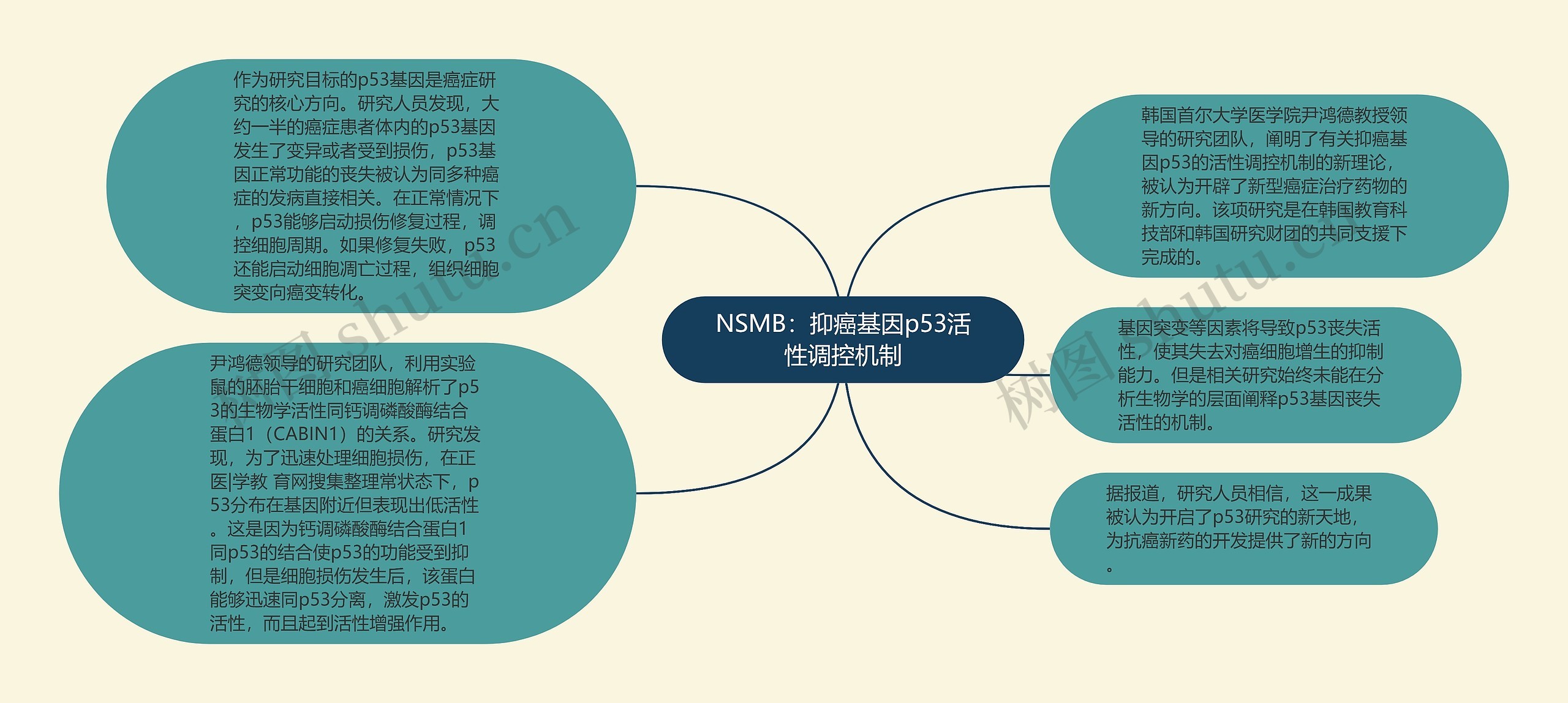 NSMB：抑癌基因p53活性调控机制思维导图