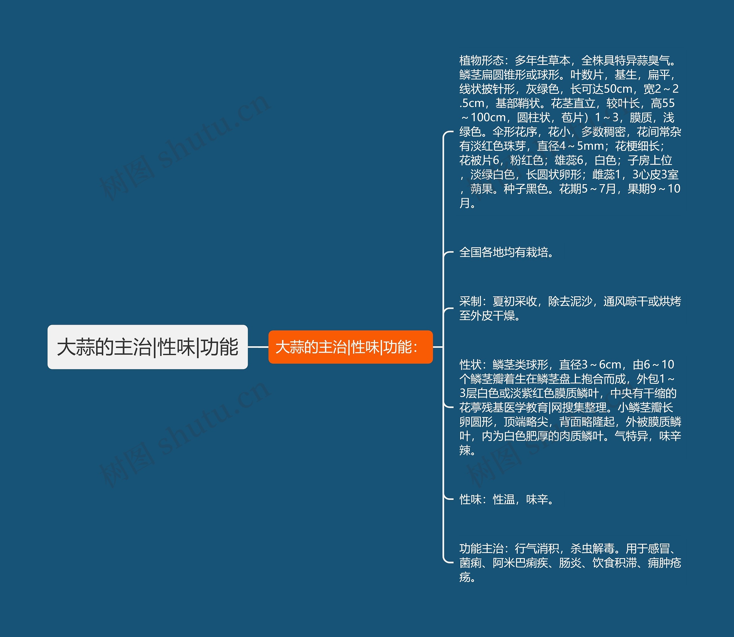 大蒜的主治|性味|功能 大蒜的主治|性味|功能