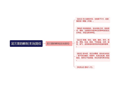 足三里的解剖|主治|定位