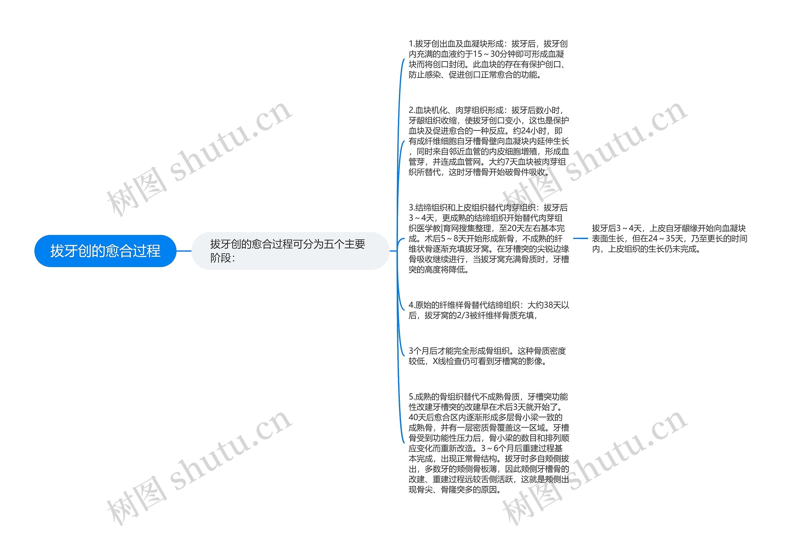 拔牙创的愈合过程思维导图