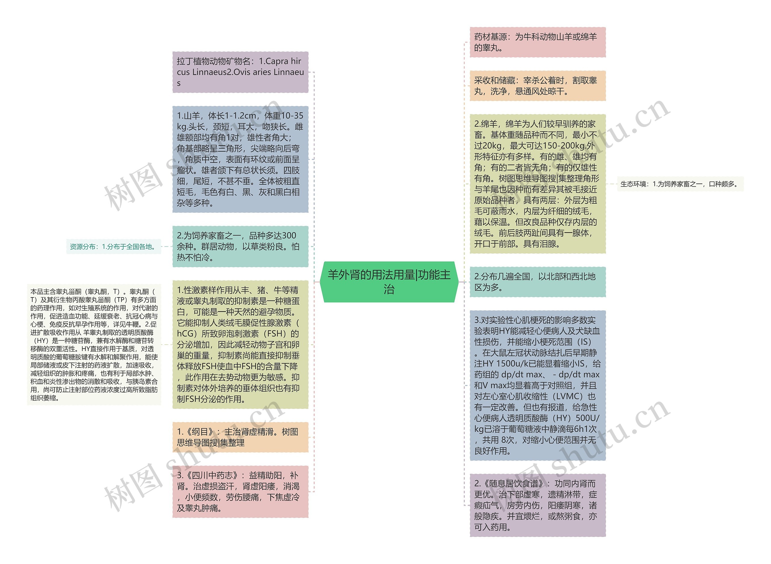 羊外肾的用法用量|功能主治思维导图