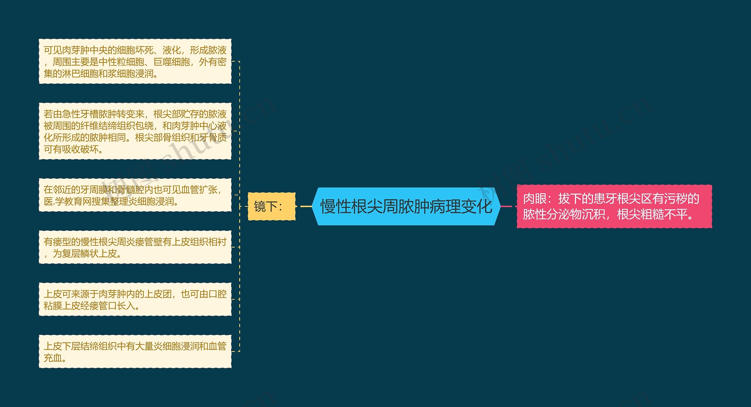 慢性根尖周脓肿病理变化思维导图