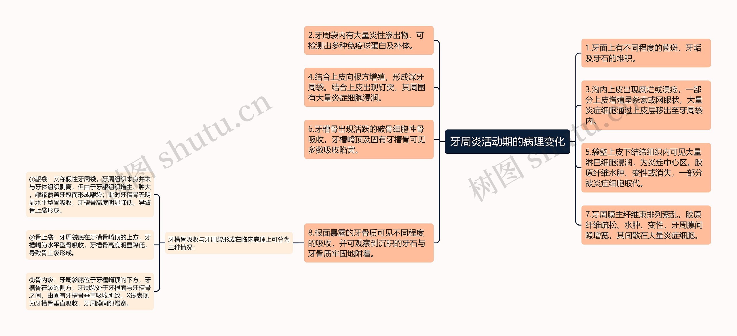 牙周炎活动期的病理变化 牙周炎活动期的病理变化