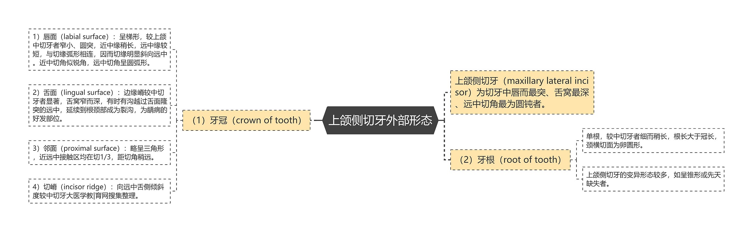 上颌侧切牙外部形态思维导图