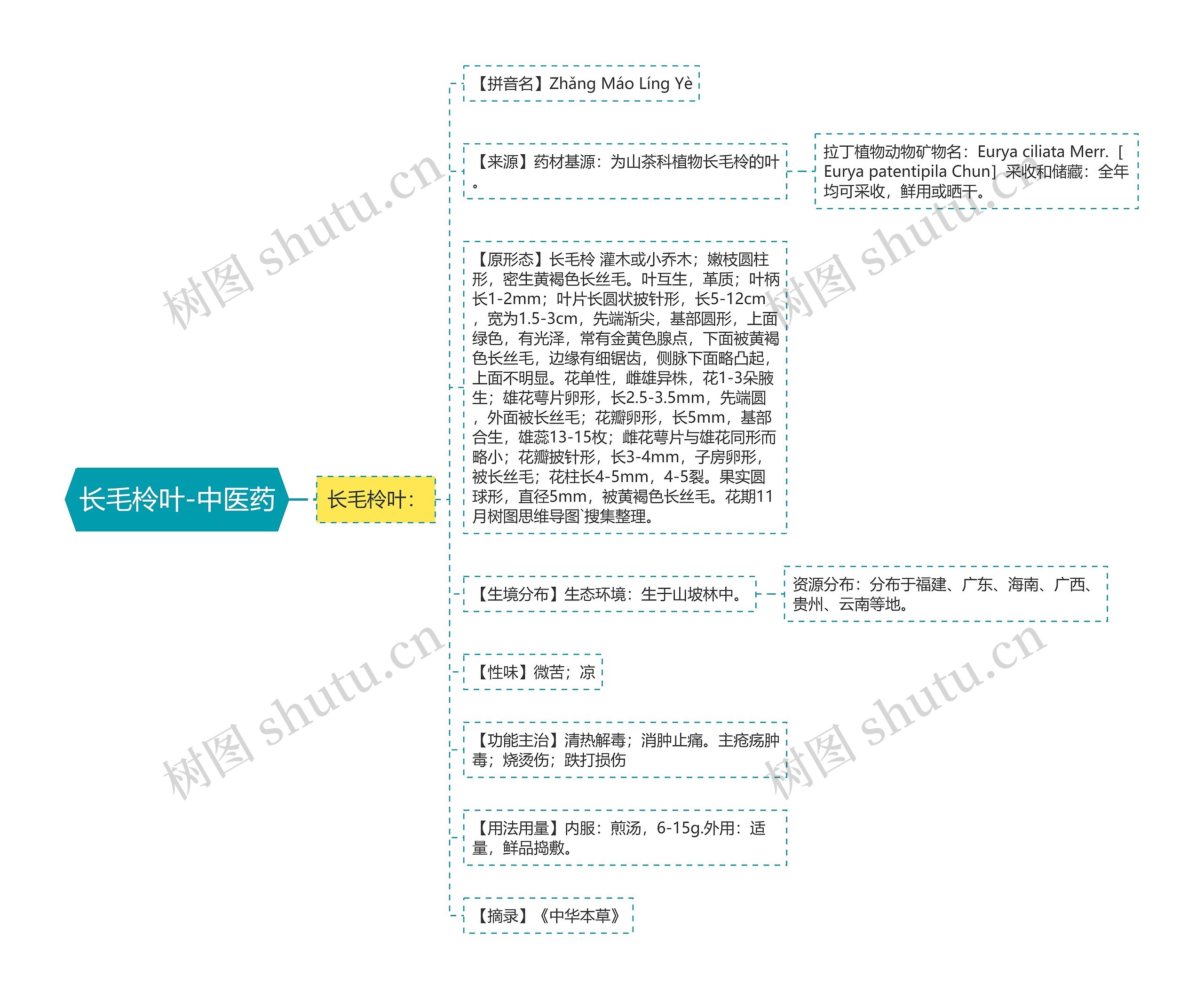 长毛柃叶-中医药 长毛柃叶-中医药