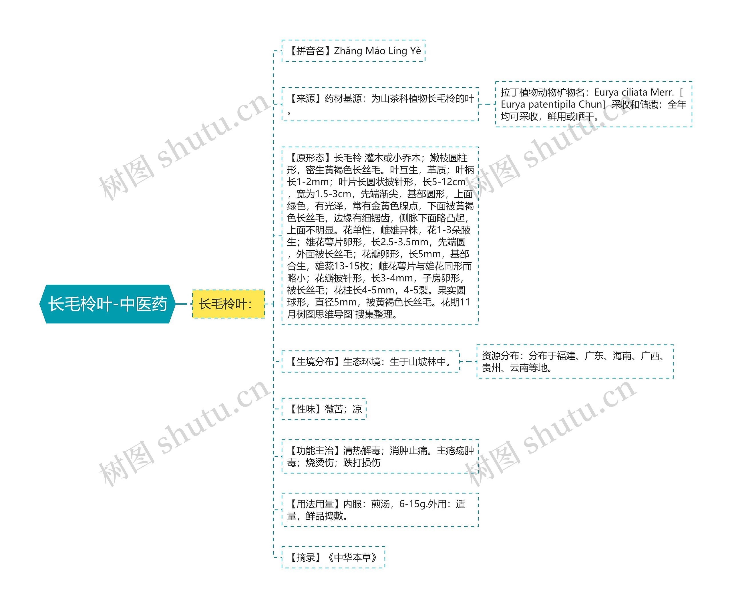 长毛柃叶-中医药思维导图