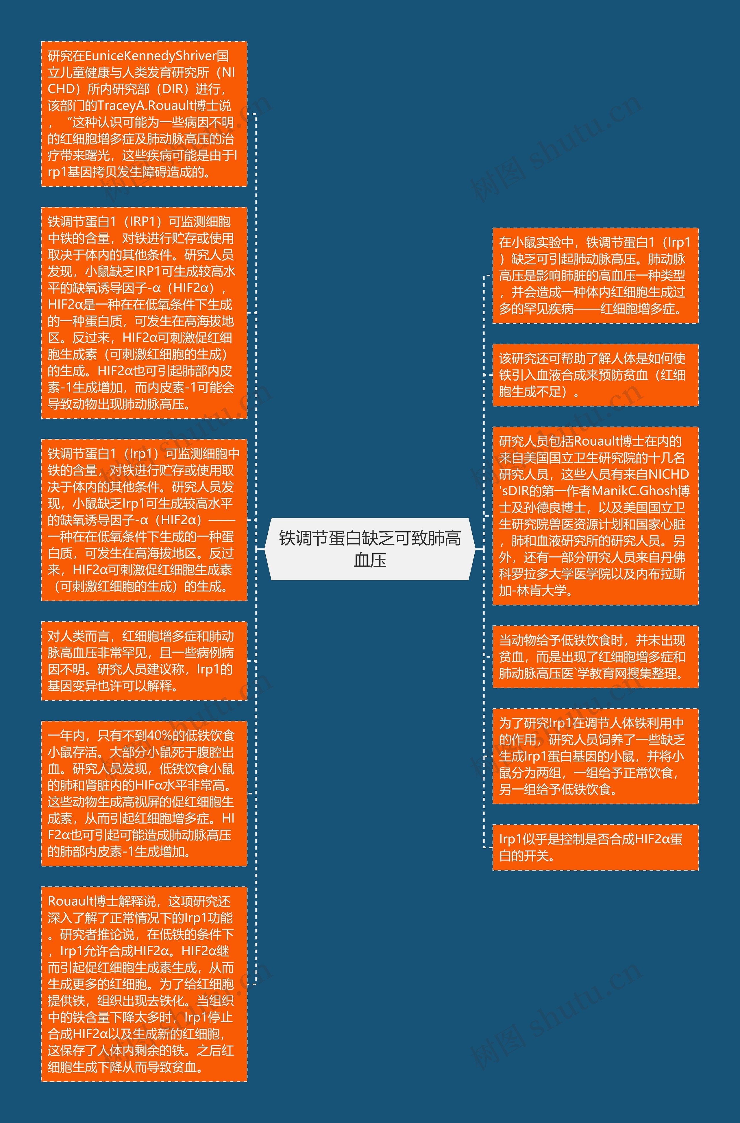 铁调节蛋白缺乏可致肺高血压思维导图