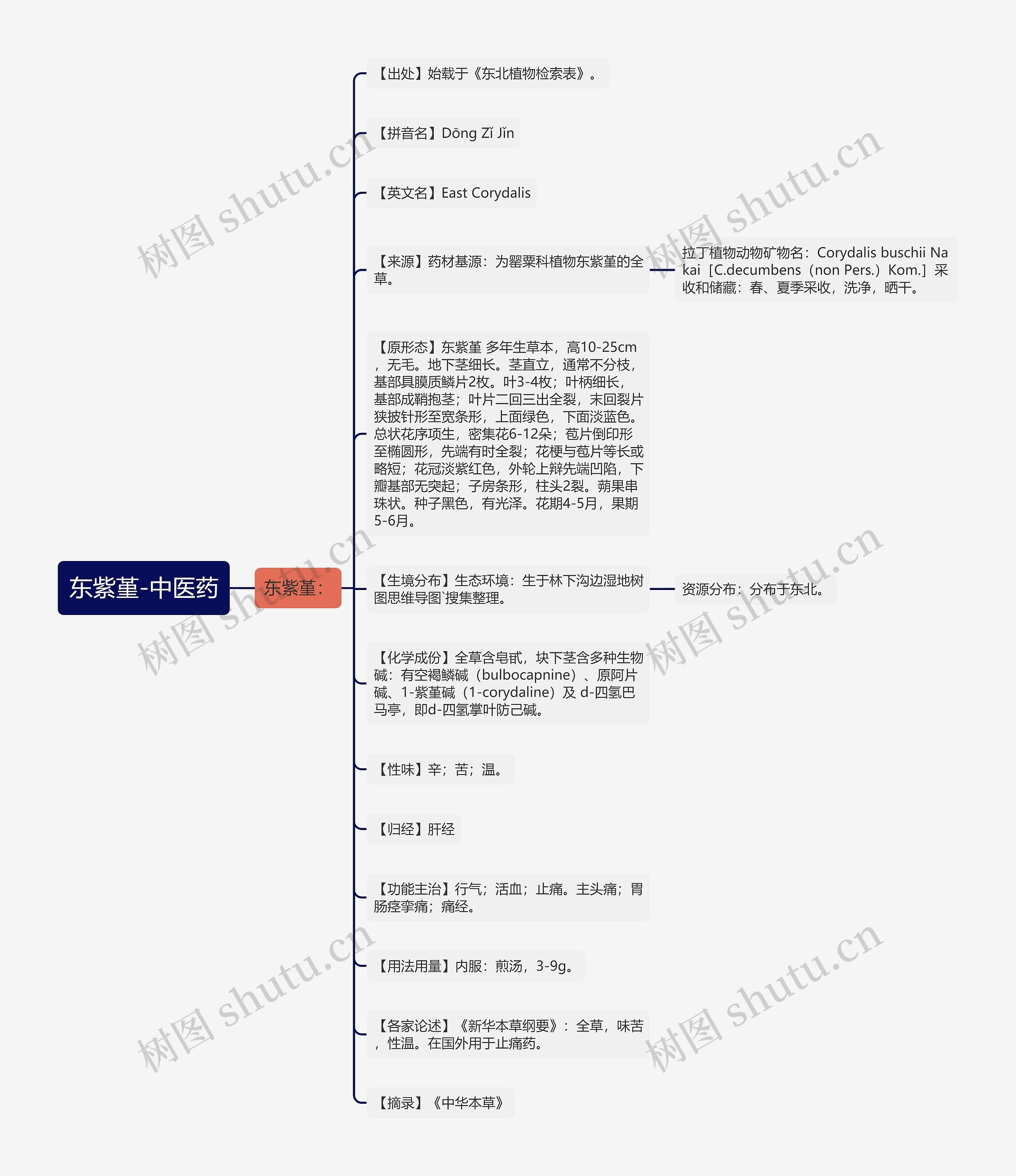 东紫堇-中医药思维导图