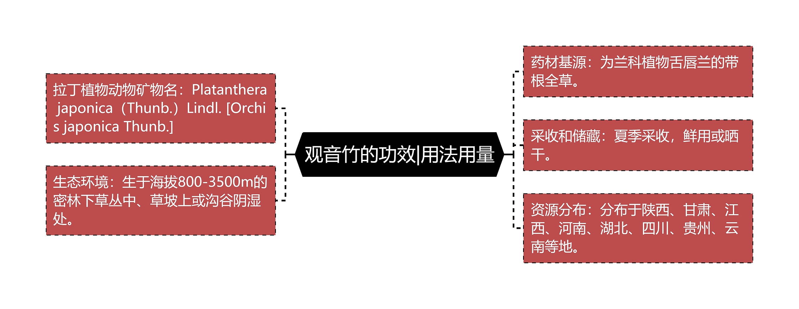 观音竹的功效|用法用量思维导图