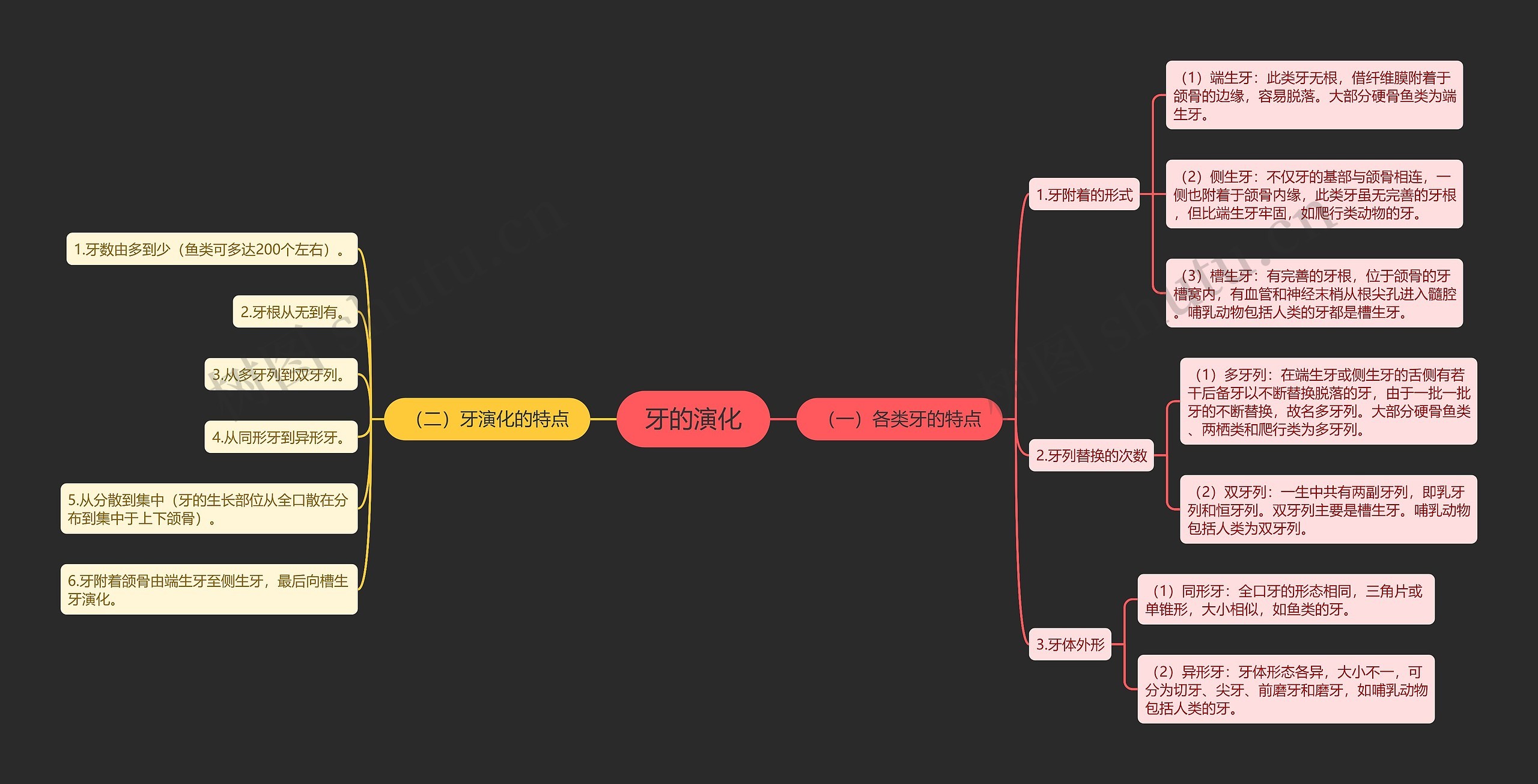 牙的演化思维导图