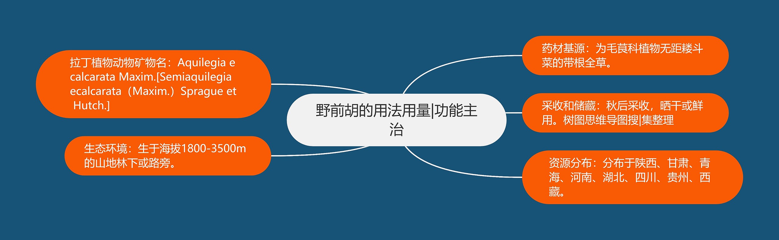 野前胡的用法用量|功能主治 野前胡的用法用量|功能主治