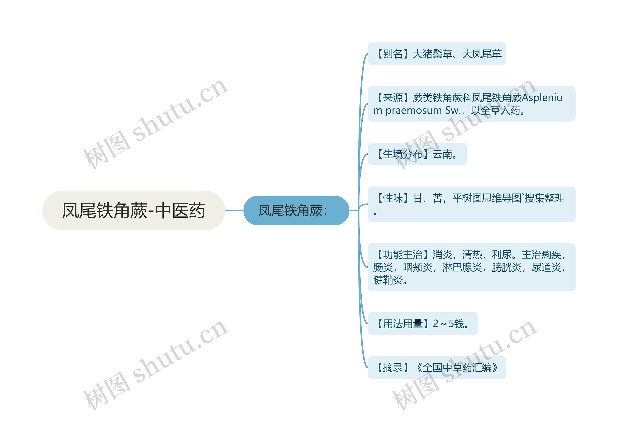凤尾铁角蕨-中医药 凤尾铁角蕨-中医药