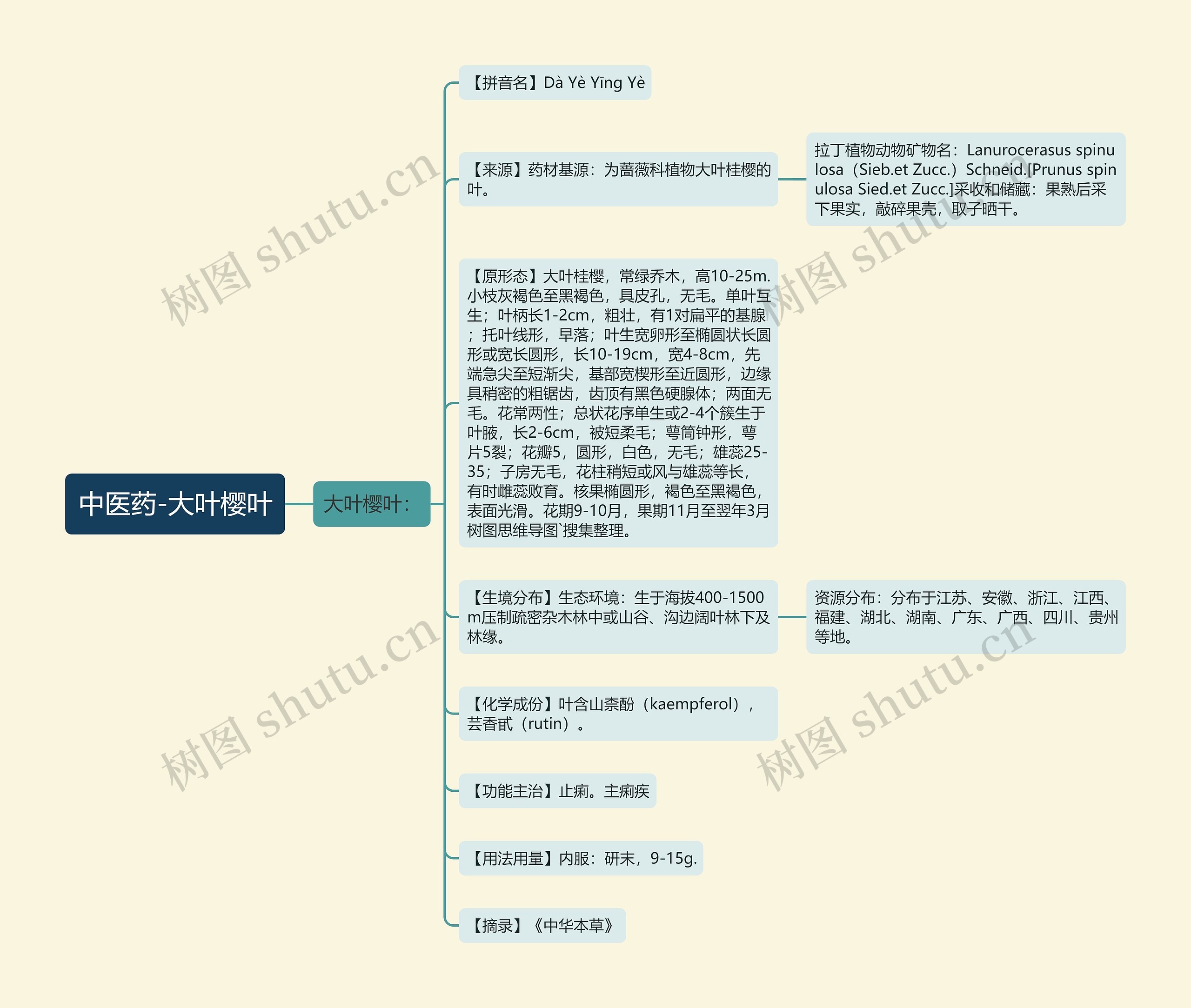 中医药-大叶樱叶思维导图