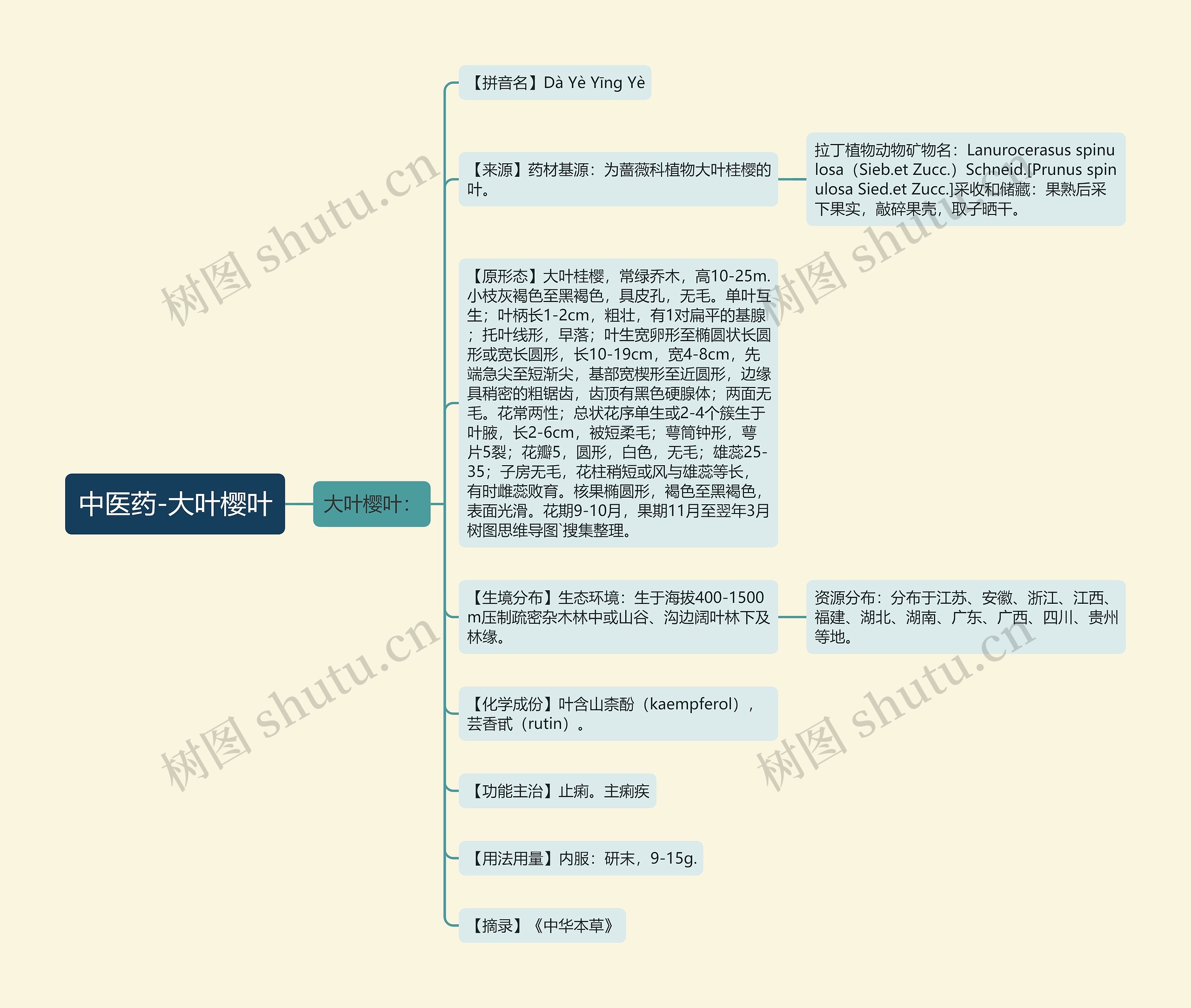 中医药-大叶樱叶 中医药-大叶樱叶