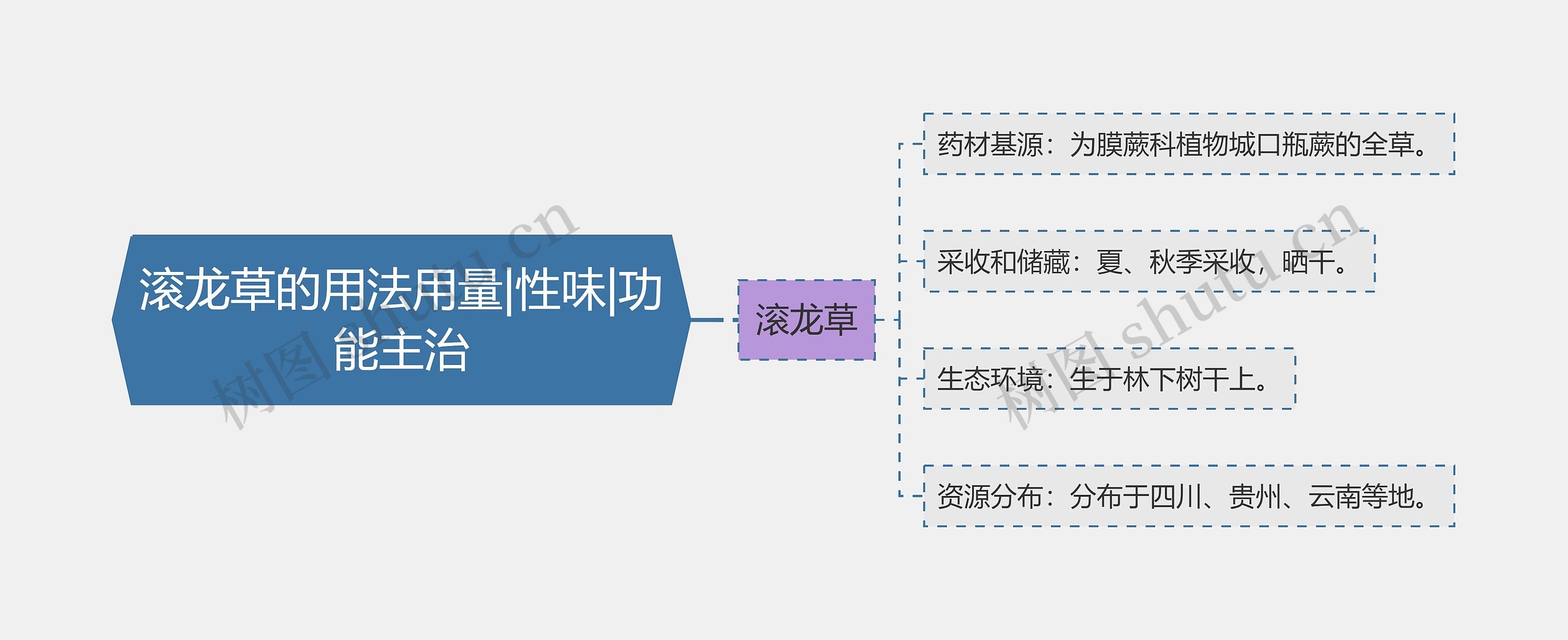 滚龙草的用法用量|性味|功能主治