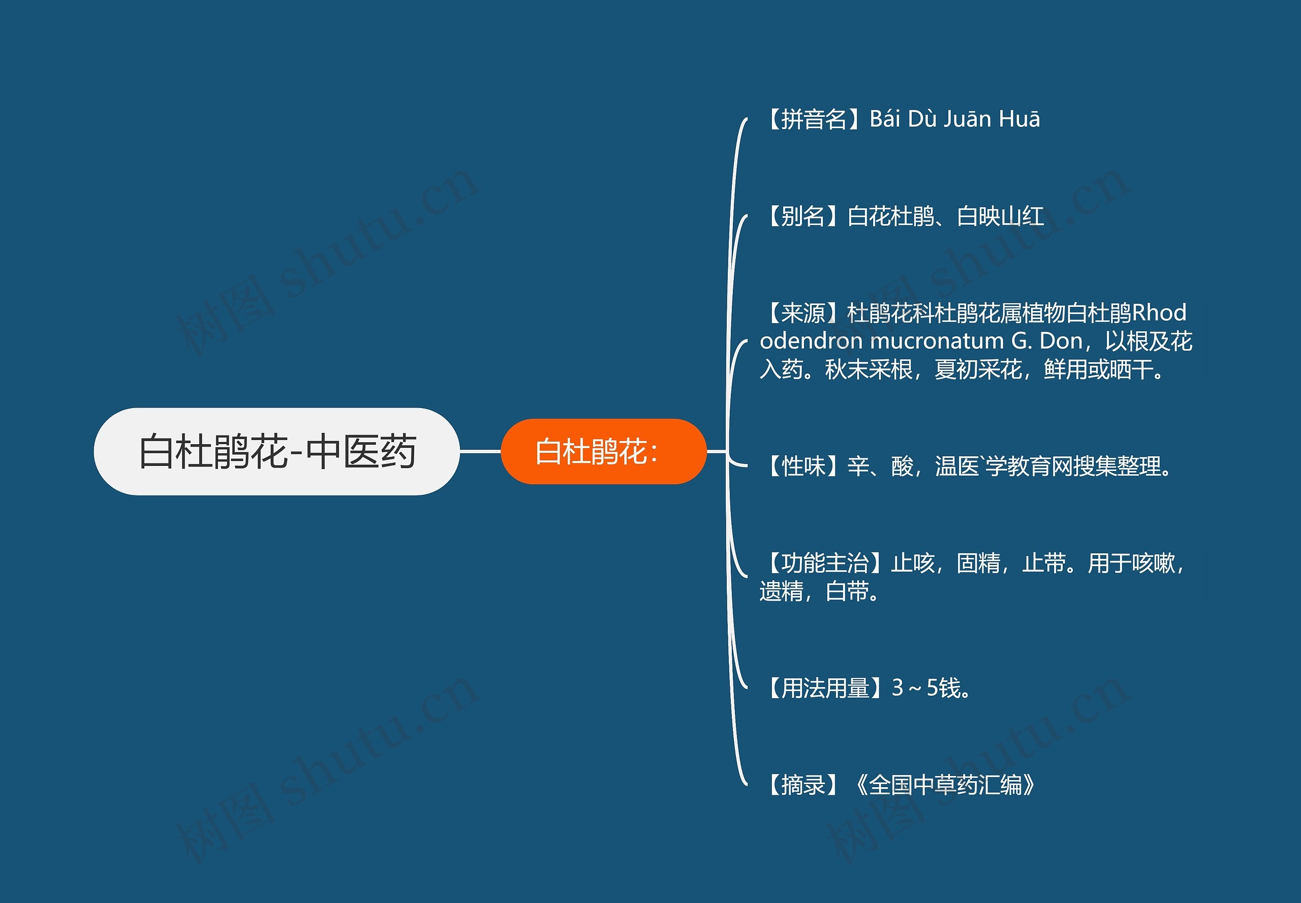 白杜鹃花-中医药思维导图