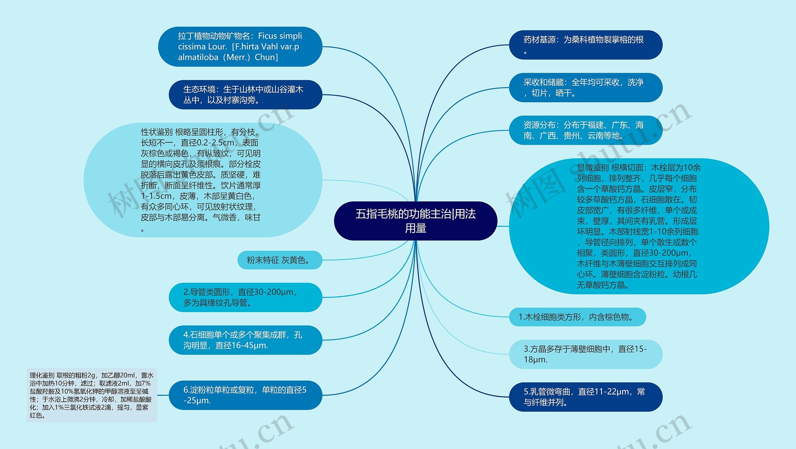 五指毛桃的功能主治|用法用量