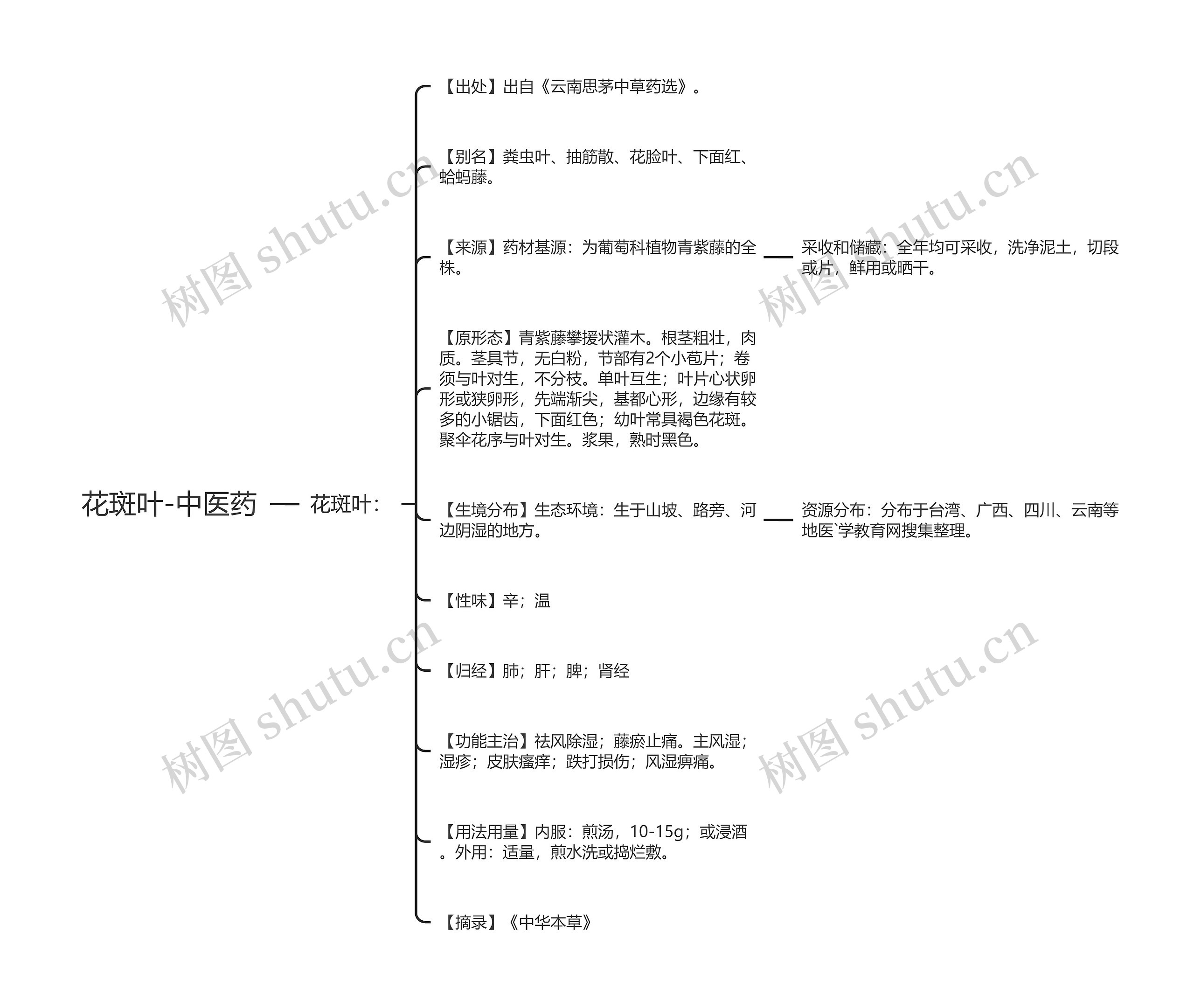 花斑叶-中医药思维导图