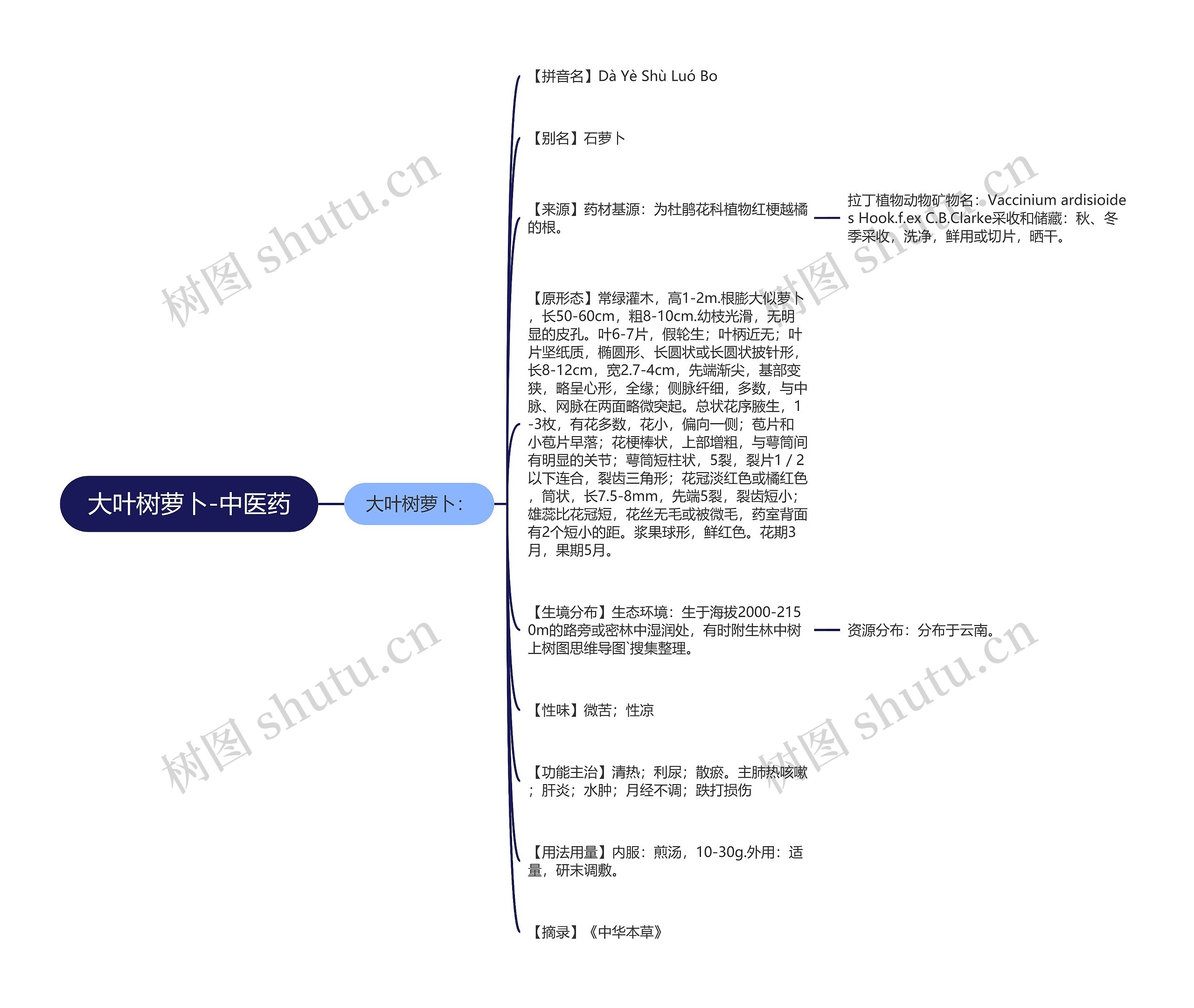 大叶树萝卜-中医药 大叶树萝卜-中医药