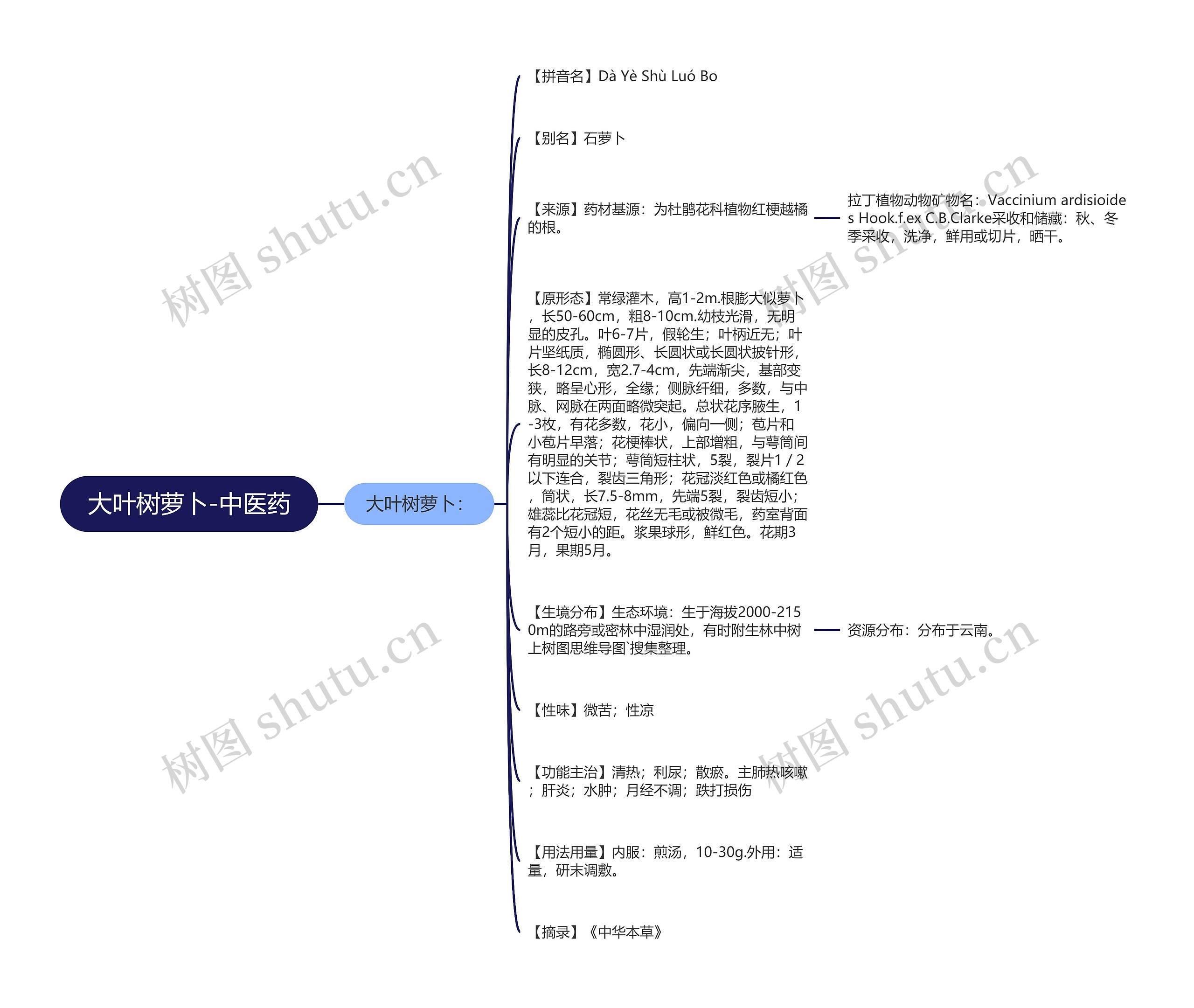 大叶树萝卜-中医药思维导图