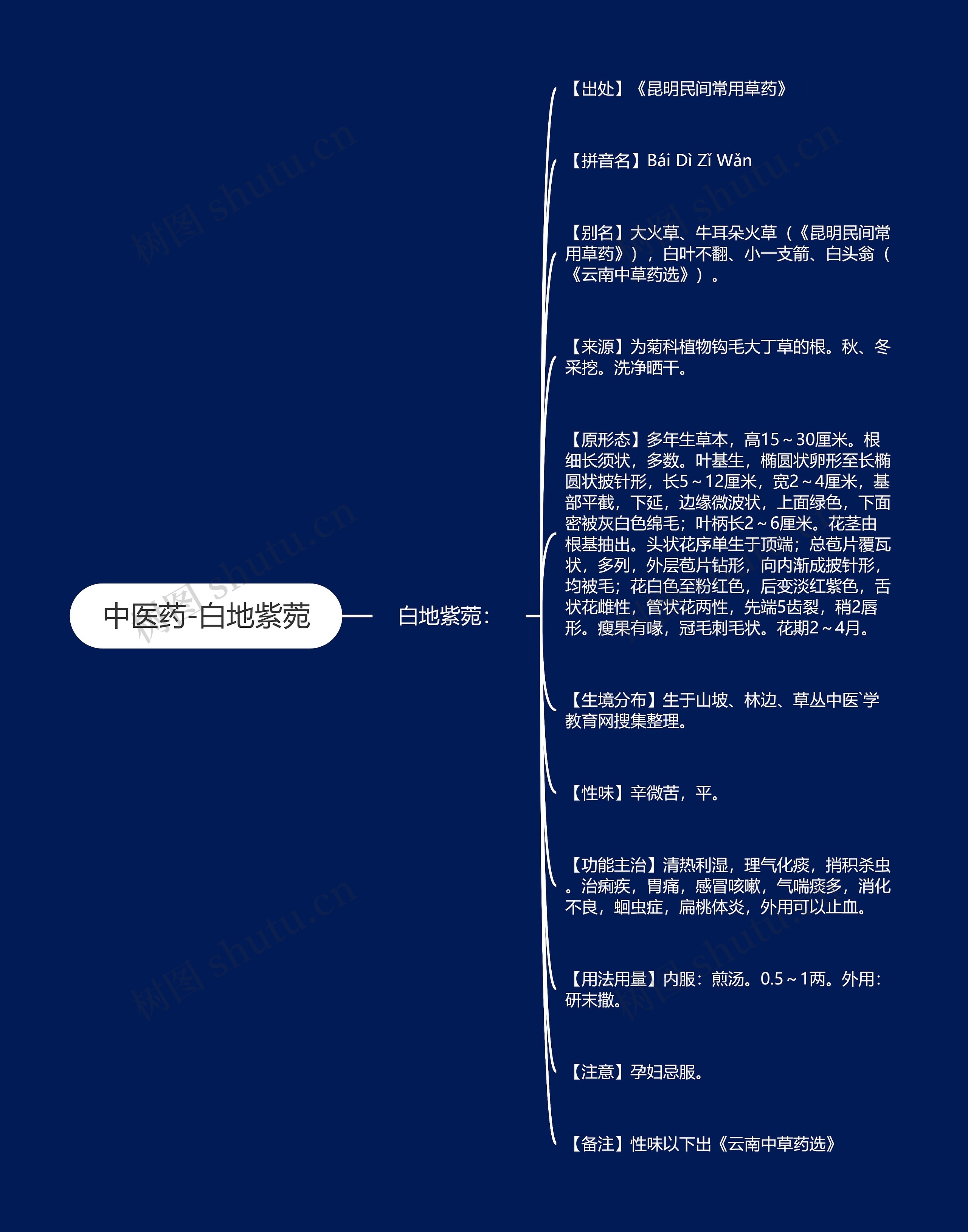 中医药-白地紫菀 中医药-白地紫菀
