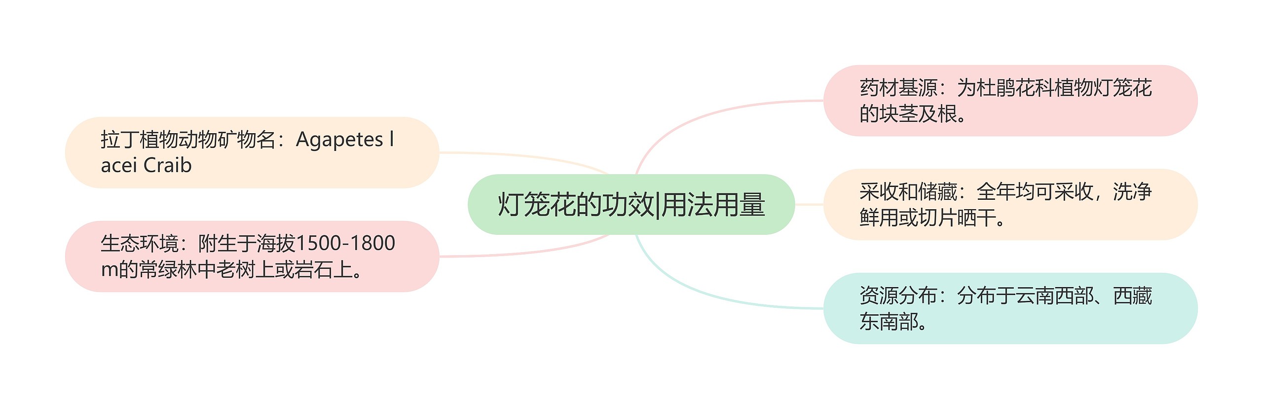 灯笼花的功效|用法用量 灯笼花的功效|用法用量