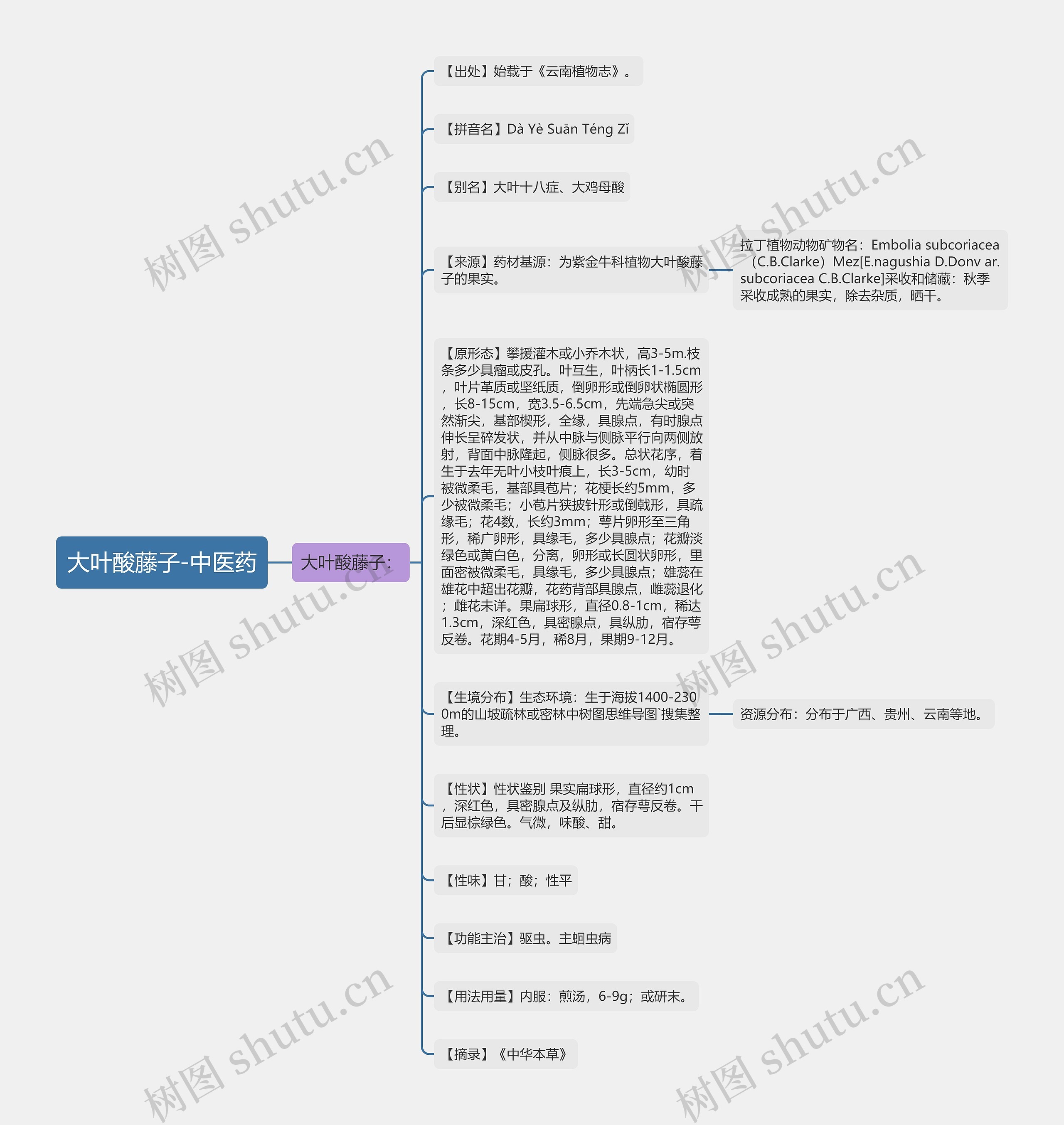 大叶酸藤子-中医药思维导图