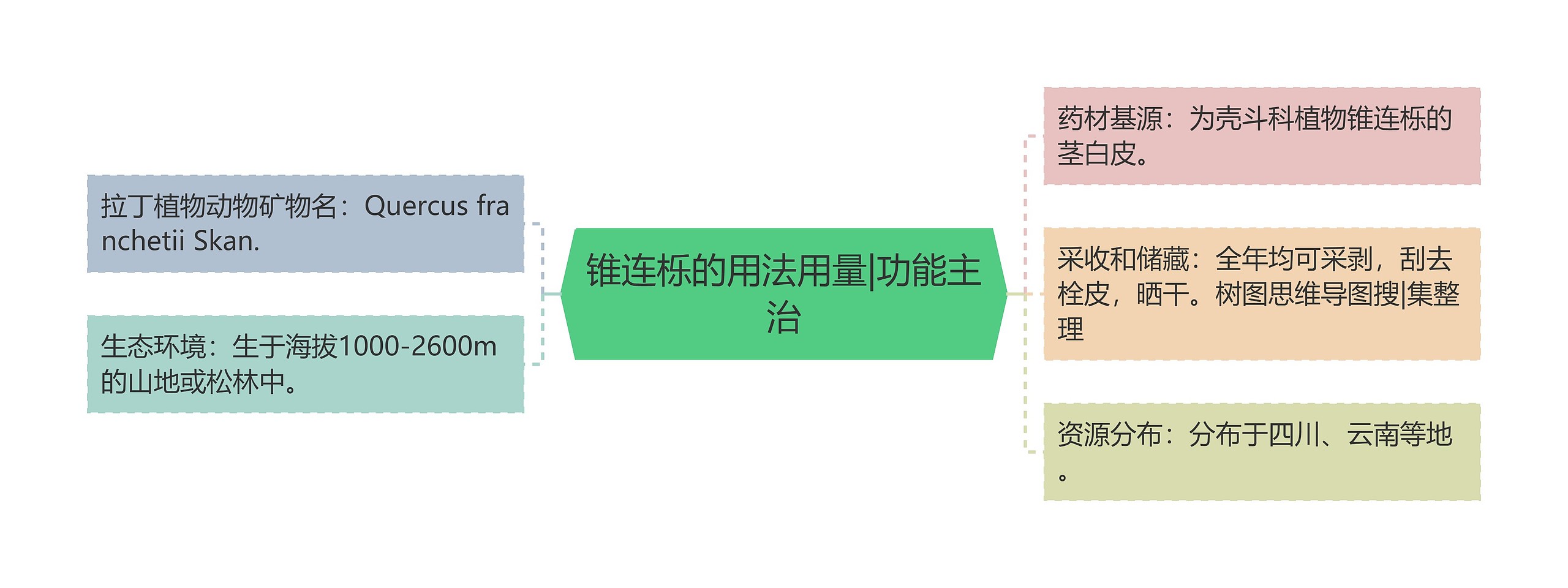 锥连栎的用法用量|功能主治