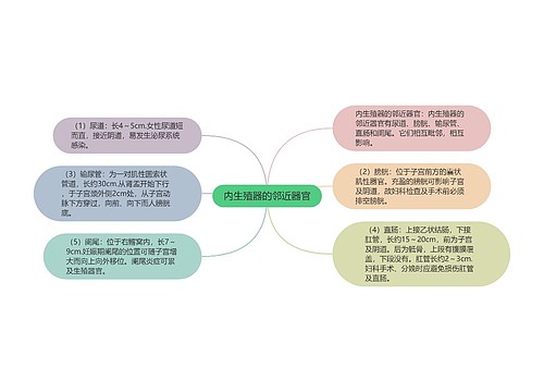 内生殖器的邻近器官